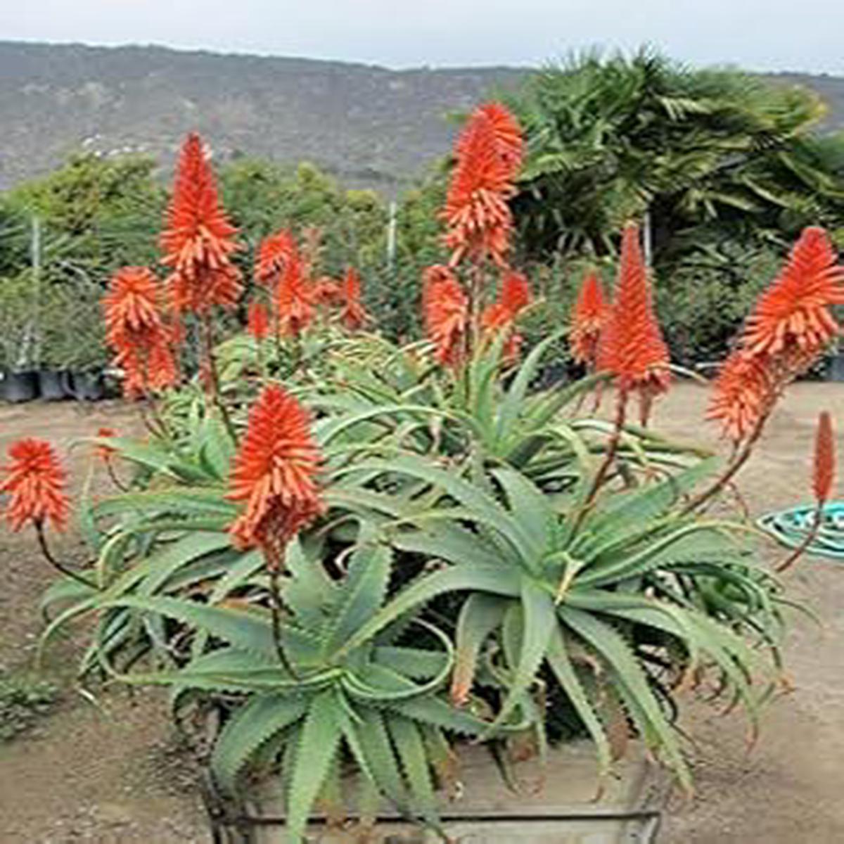 Aloe Arborescens Plant Seeds for Planting  Heirloom Non-GMO Organic Garden Seeds with High Germination