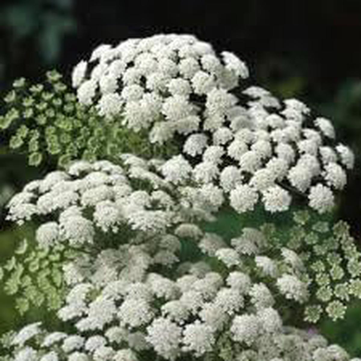 Zanahoria Silvestre Flower Seeds for Planting  Heirloom, Non-GMO, Organic Garden Seeds with High Germination