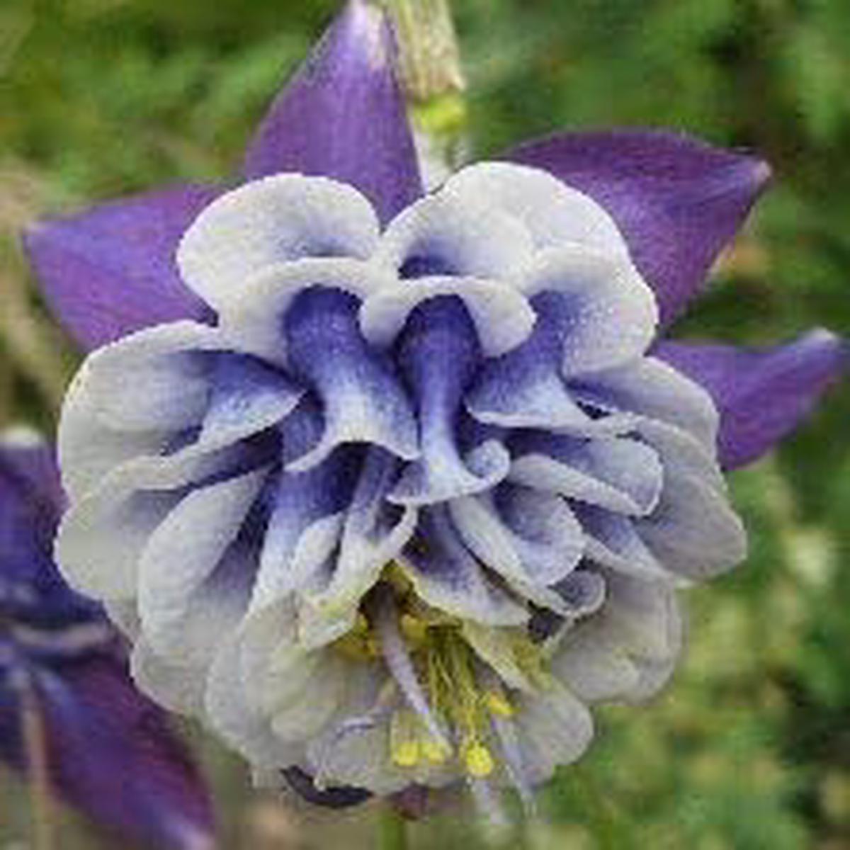 Heirloom Non-GMO Aquilegia Flower Seeds for Planting  Colorful Perennial Garden Blooms