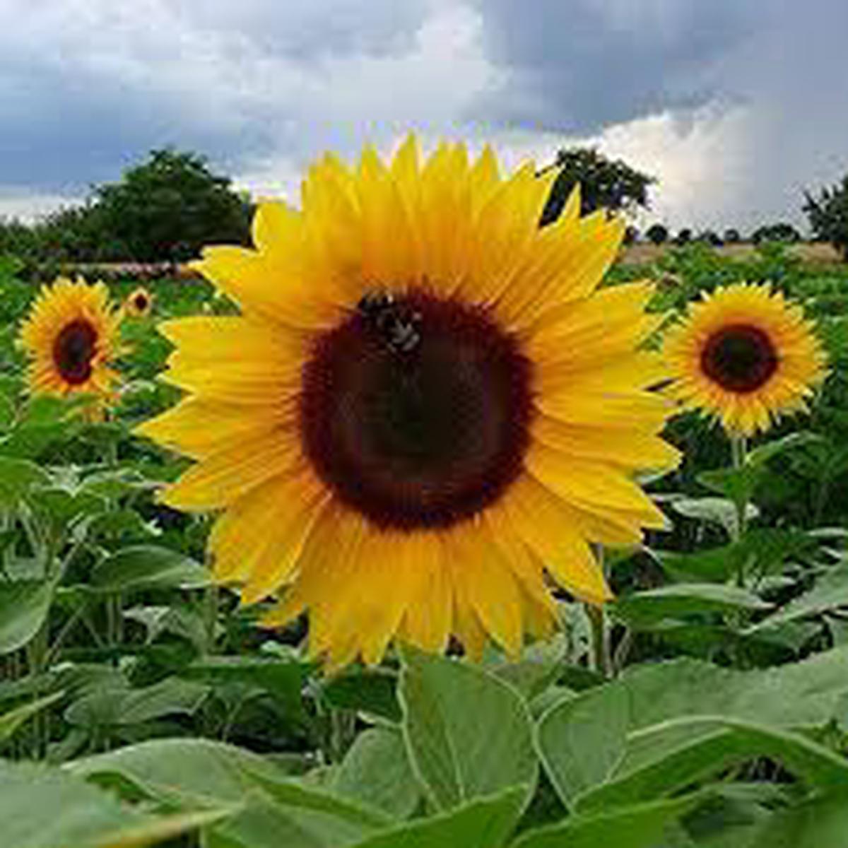 Yellow Sunflower Seeds for Planting  Bright Garden Blooms, Non-GMO, Heirloom, High Germination