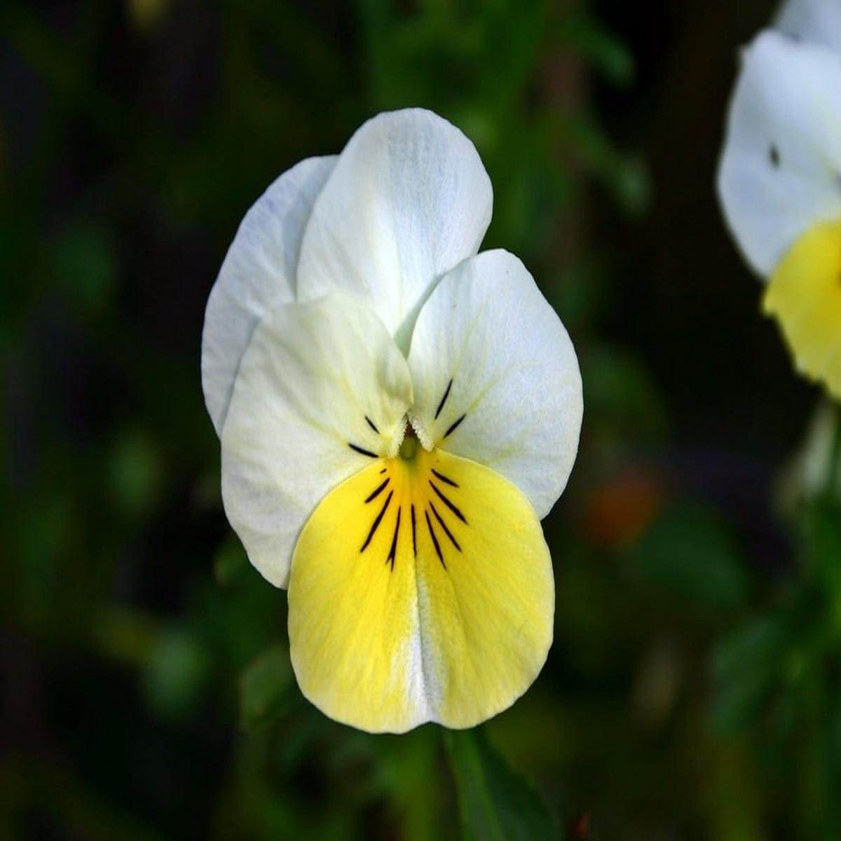 Yellow White Pansy Flower Seeds for Garden Planting  Non-GMO High Germination Organic Garden Seeds