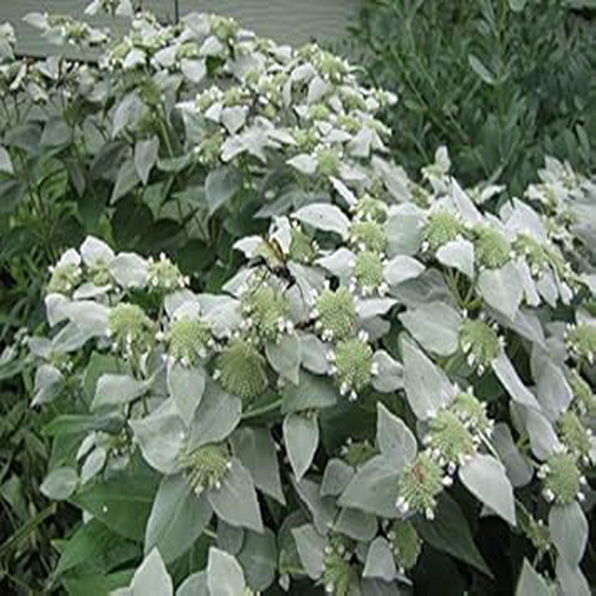 Army Green Mountain Mint Plant Seeds for Planting  Heirloom, Non-GMO, High Germination Organic Garden Seeds