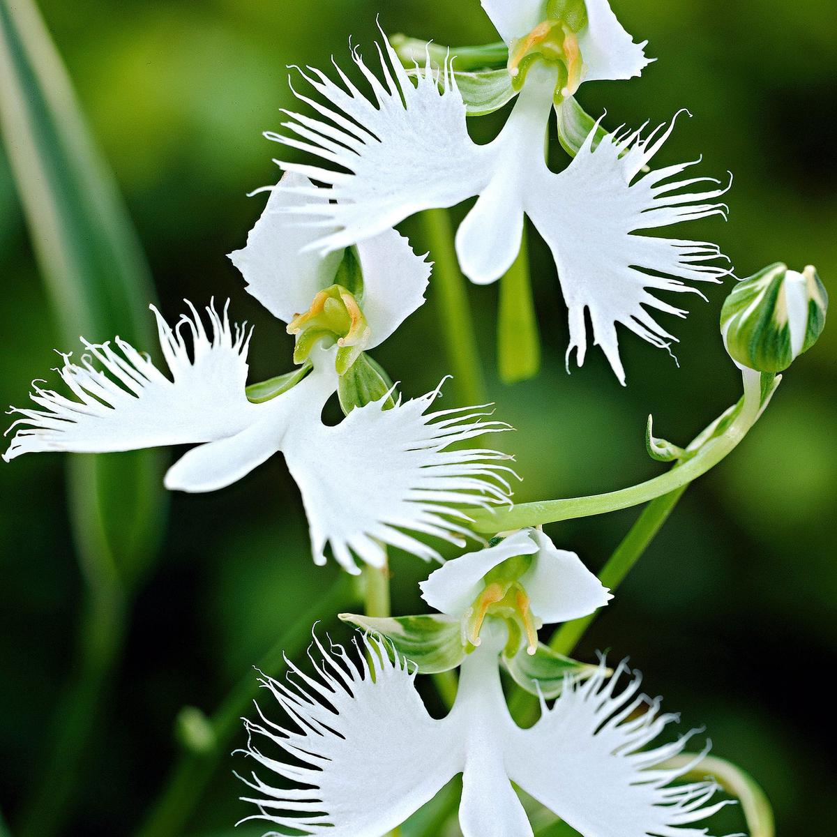 ]White Orchid Garden Terrace Flower Seeds for Planting  Heirloom Non-GMO High Germination Organic Seeds