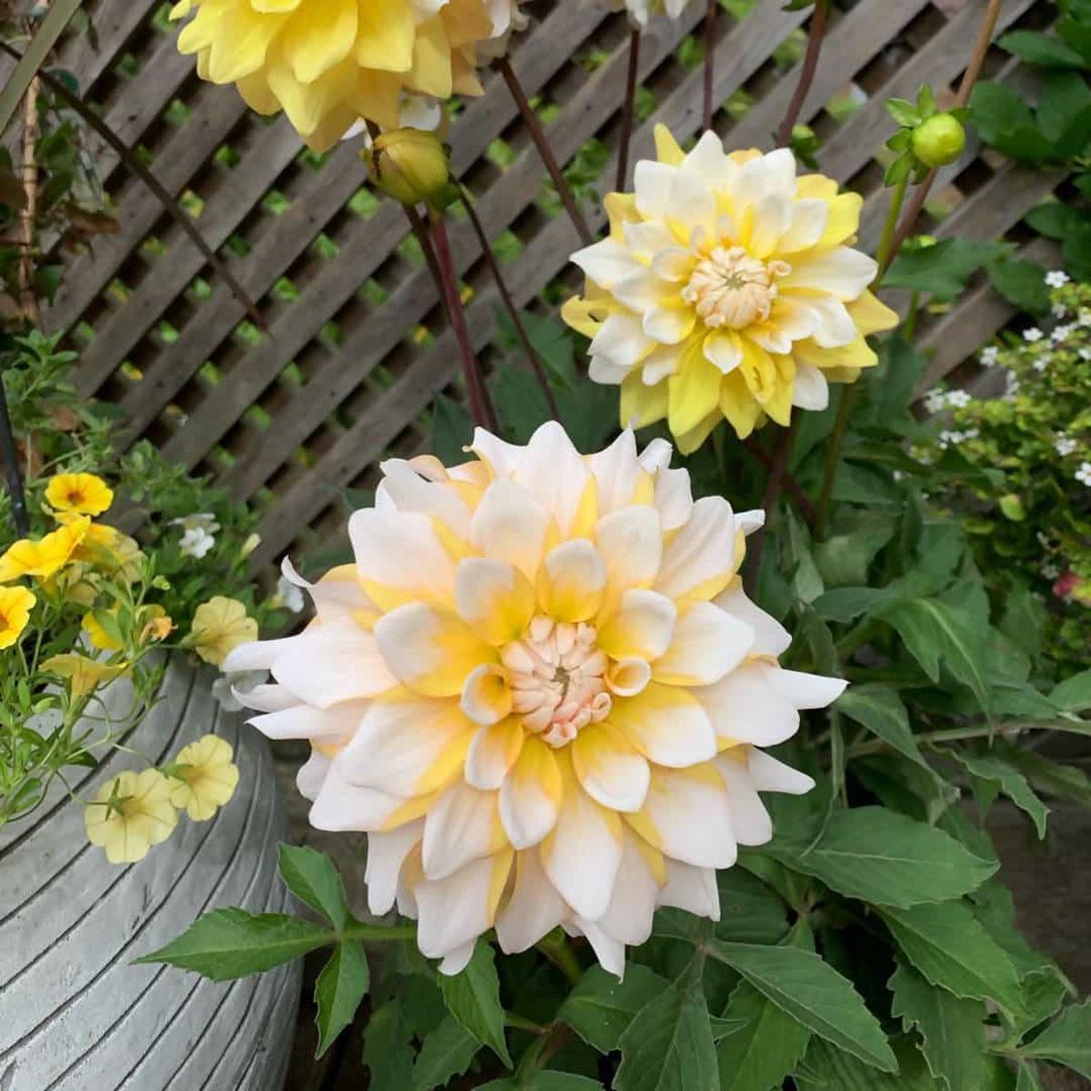 Yellow White Dahlia Flower Seeds for Planting  Heirloom Non-GMO | High Germination Organic Garden Seeds