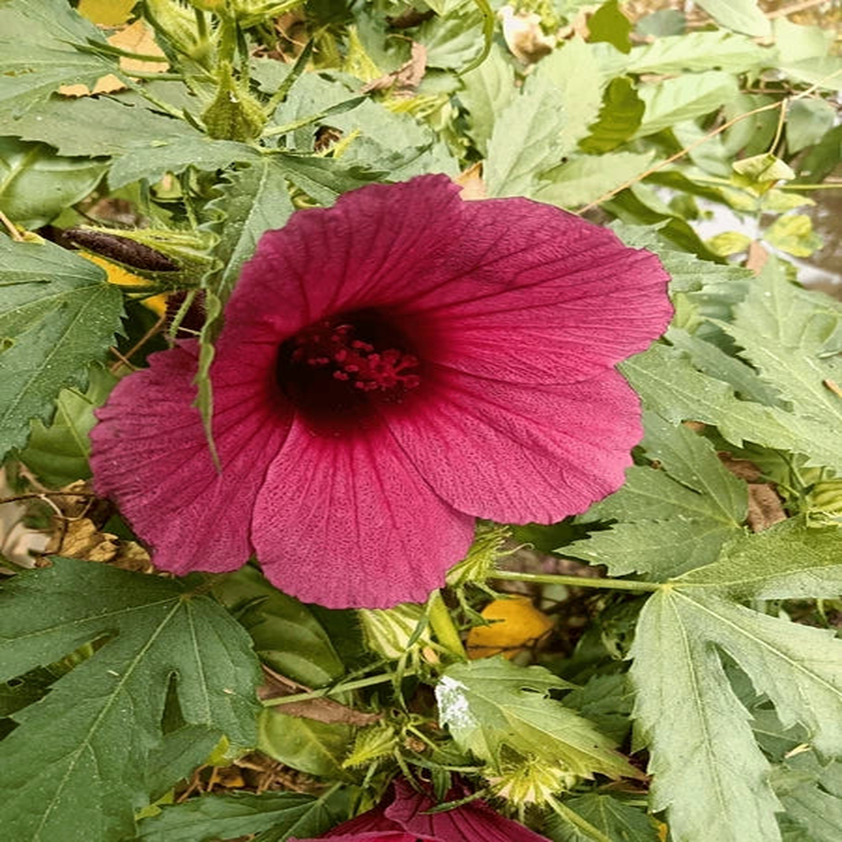 African Rosemallow Flower Seeds  Tropical Hibiscus Variety, Non-GMO Blooms for Garden Borders