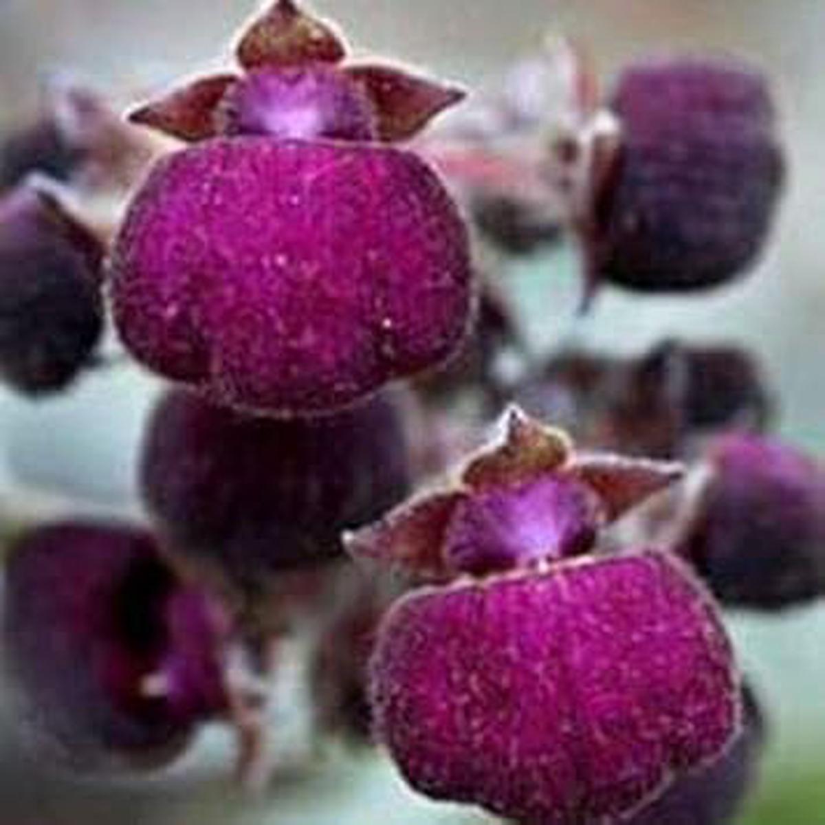 Violet Calceolaria Flower Seeds  Heirloom Non-GMO Seeds for Planting  Organic Garden Seeds with High Germination