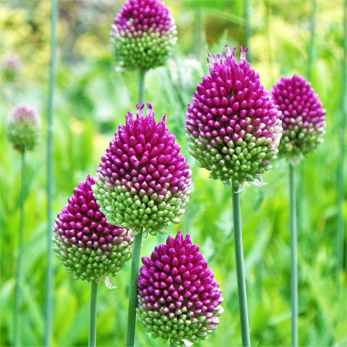 Allium Sphaerocephalon Flower Seeds  Drumstick Allium, Heirloom Non-GMO Organic Garden Seeds, High Germination