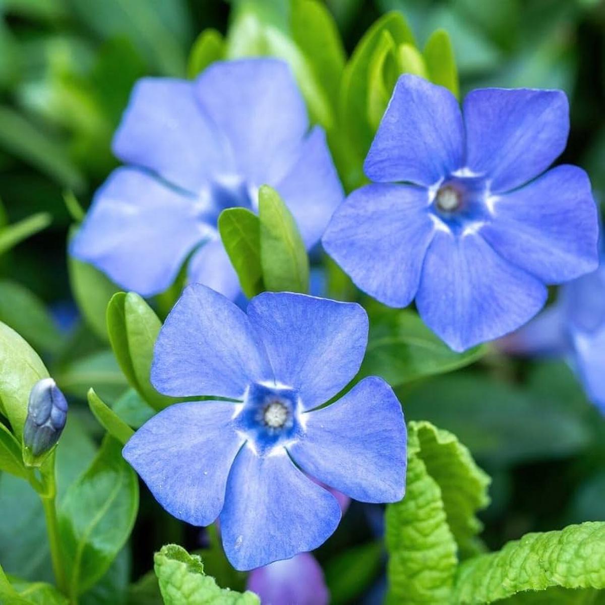 Sky Blue Vinca Flower Seeds for Planting  Heirloom, Non-GMO, High Germination Organic Garden Seeds