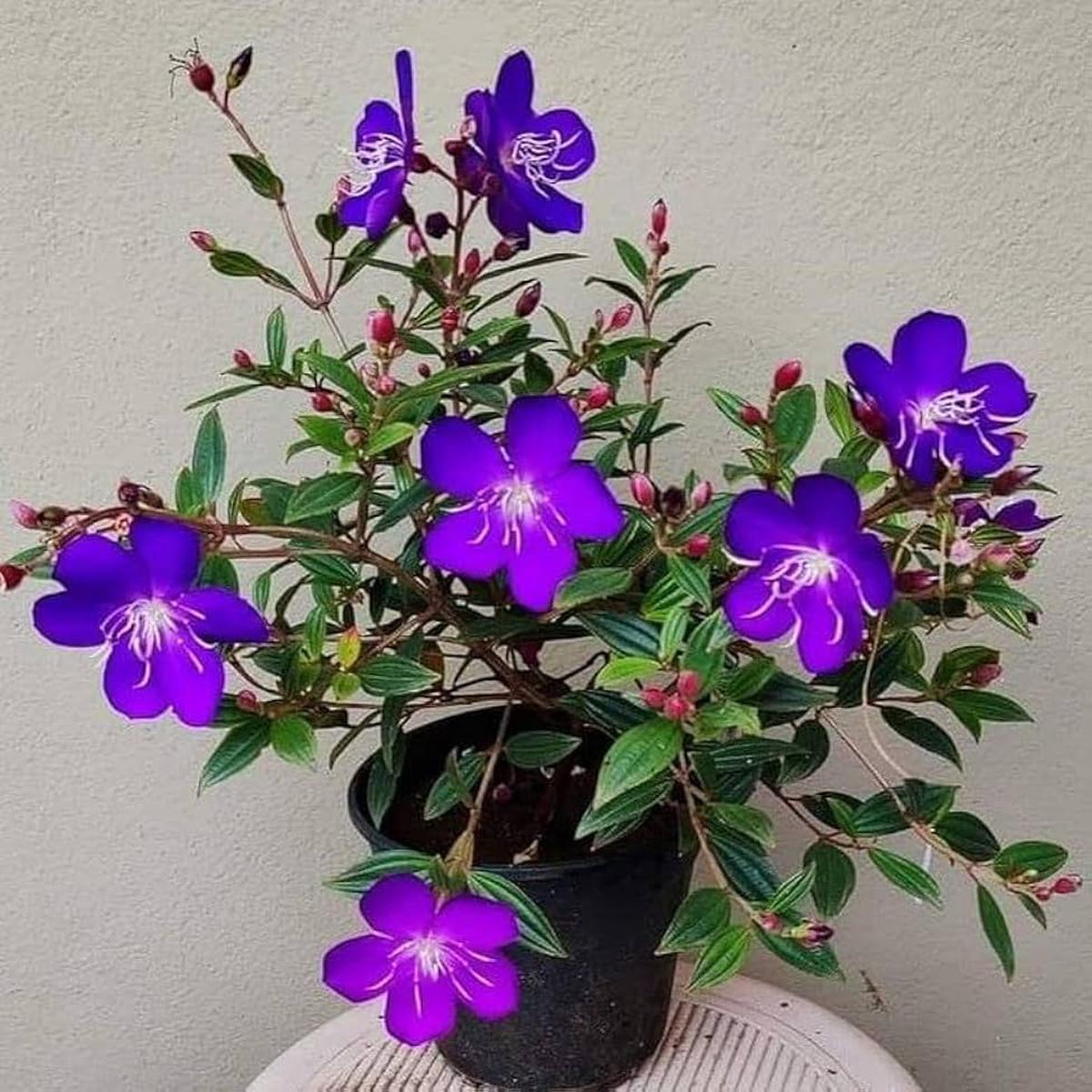 Purple Tibouchina Flower Seeds for Planting  Heirloom, Non-GMO, High Germination Organic Garden Seeds