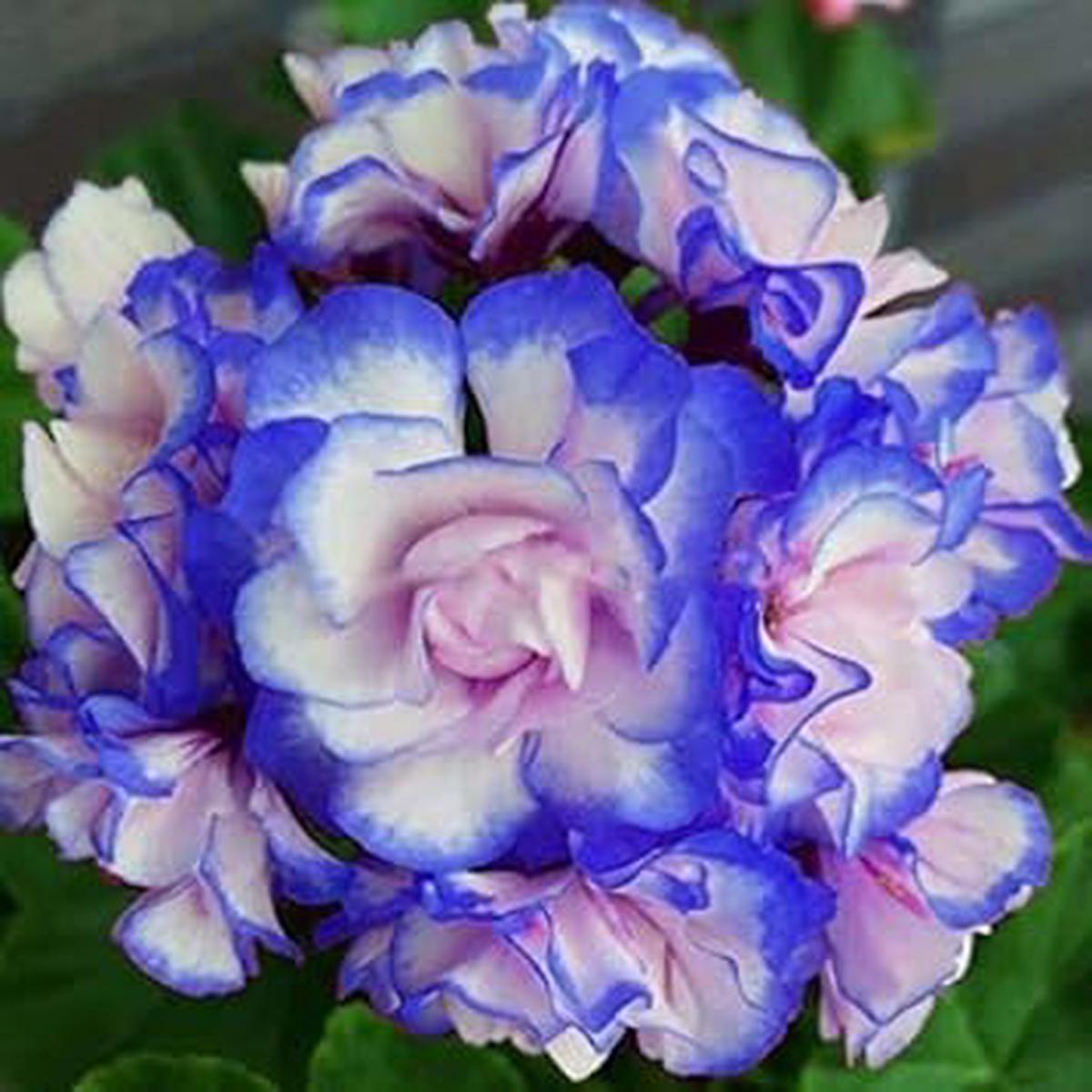 Blue & Light Pink Geranium Pelargonium Flower Seeds for Planting  Heirloom, Non-GMO, High Germination Organic Seeds