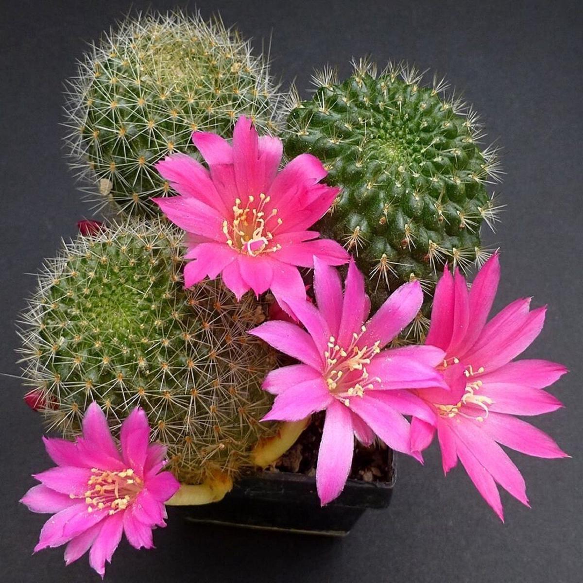 Pink Rebutia Violaciflora Flower Seeds for Planting  Heirloom, Non-GMO, High Germination Organic Garden Seeds for Rare Cactus Blooms