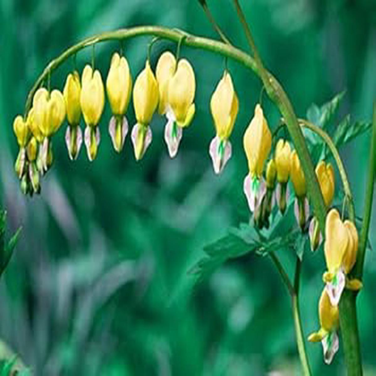 White Yellow Heart Flower Seeds for Planting  Heirloom, Non-GMO, High Germination Organic Garden Seeds