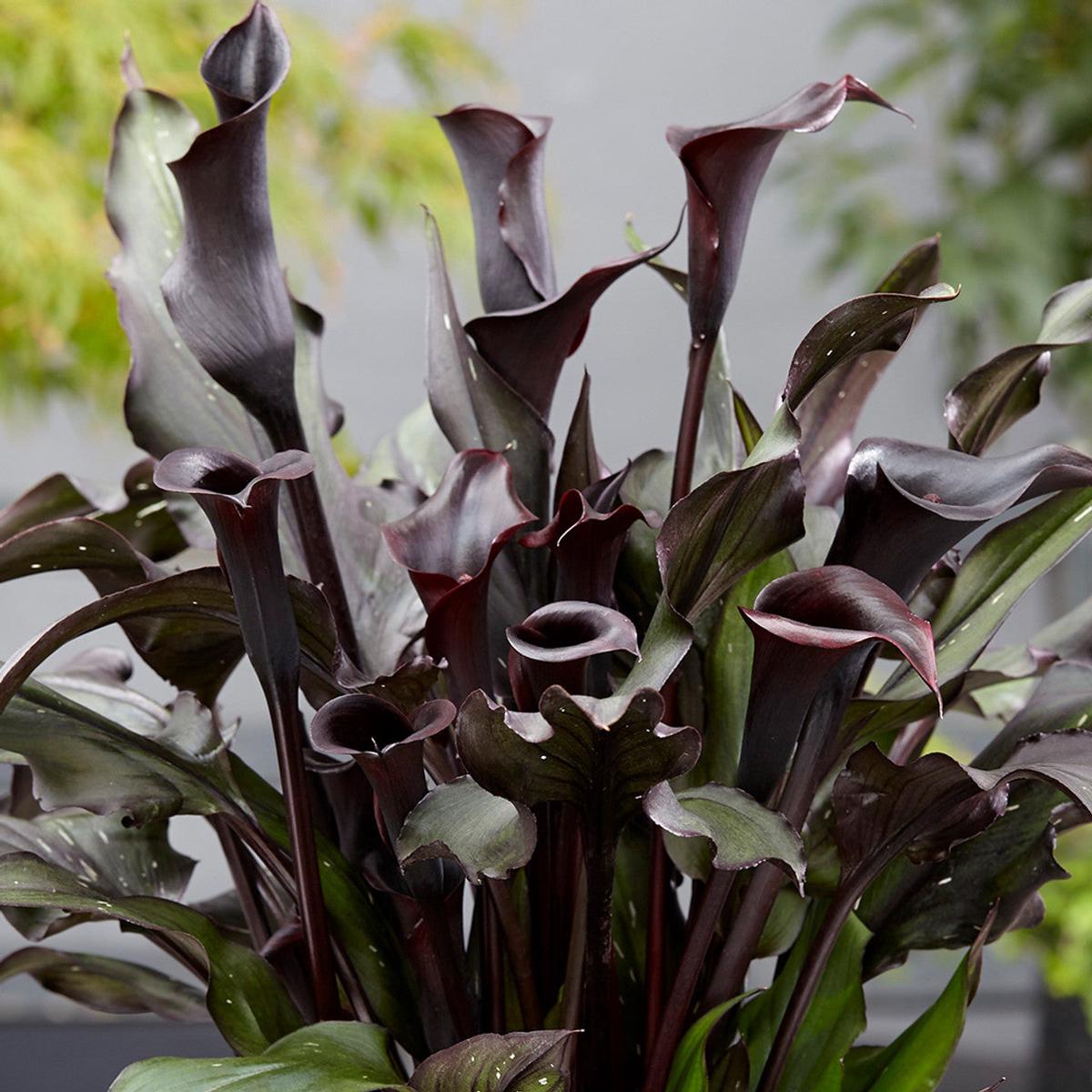 Zantedeschia Memories Calla Lily Flower Seeds  Heirloom Non-GMO Seeds for Planting, High Germination Organic Garden Seeds