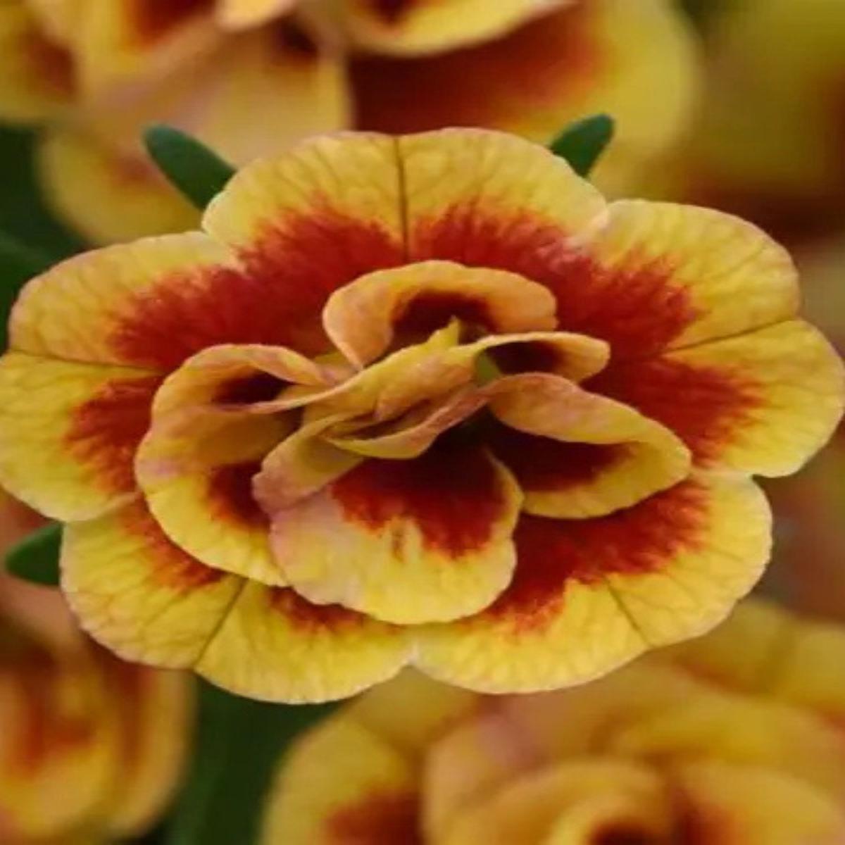 Calibrachoa MiniFamous Neo Double Orange