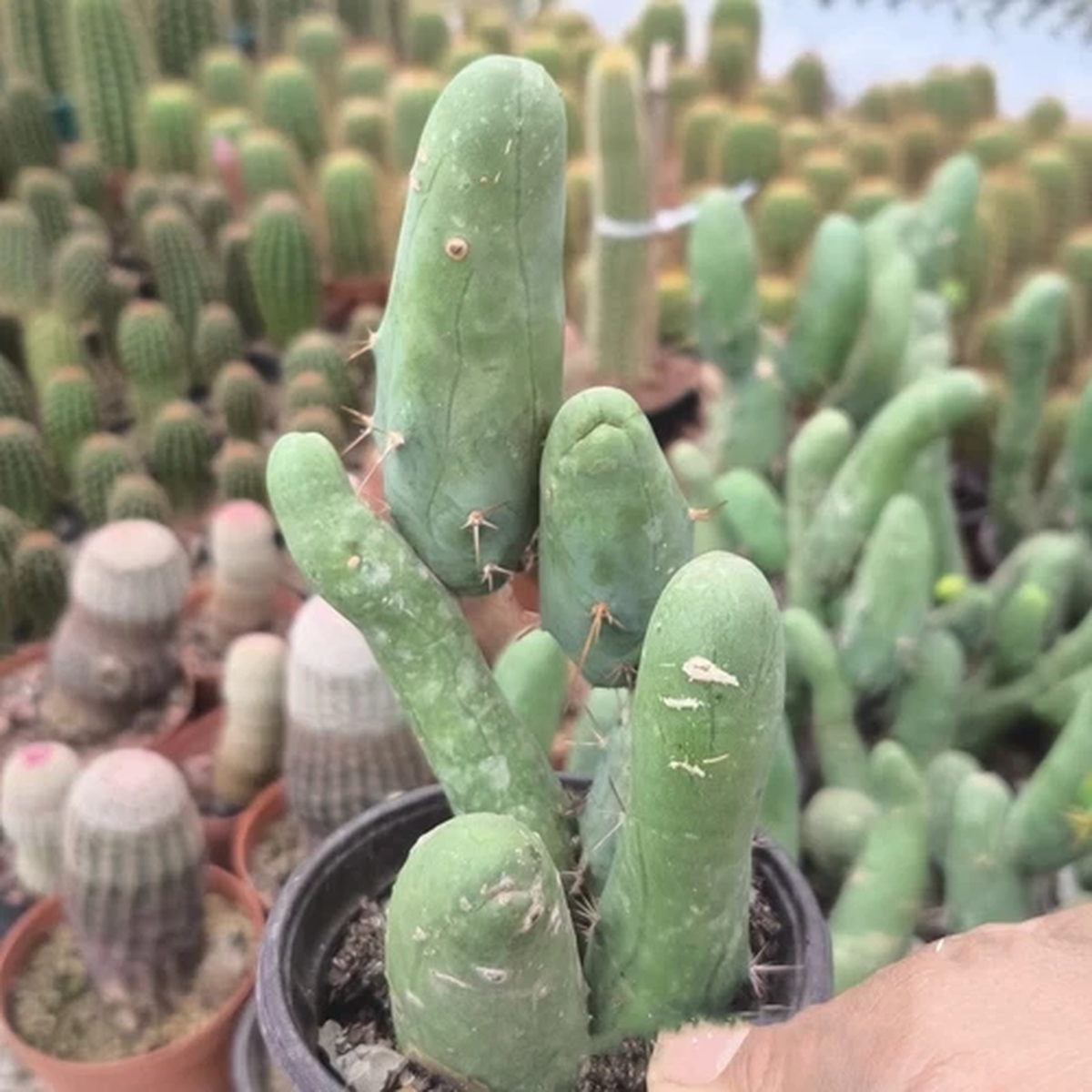 10CM Succulent Cactus Plant Eulychnia Castanea Male SexyMulti-HeadGarden Plant