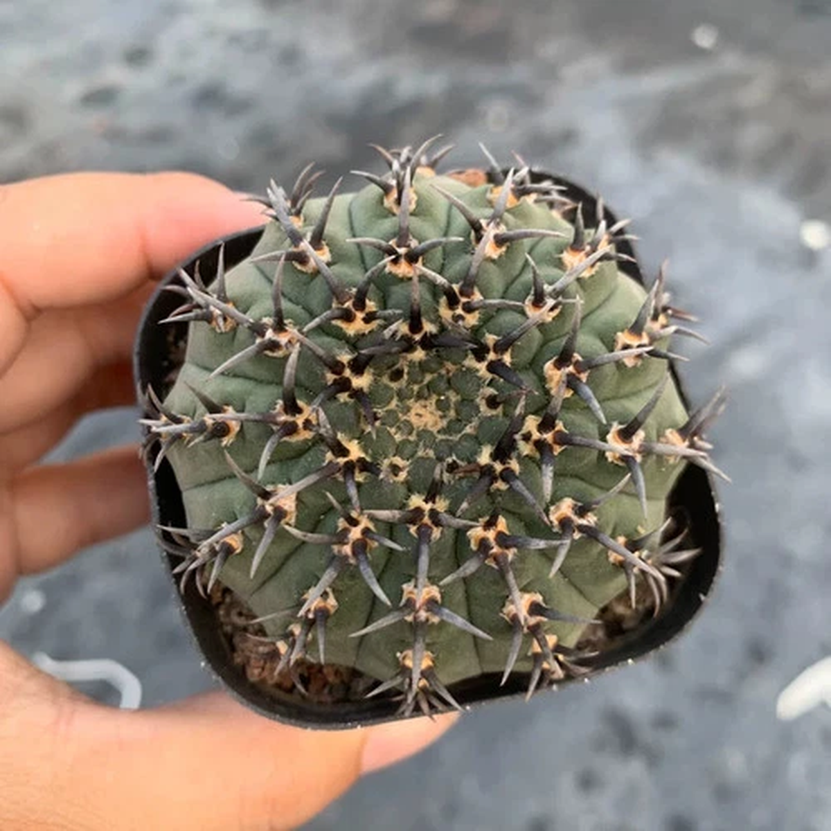 1pc 5-6cm  Live Gymnocalycium Bodenbenderianum Beautiful Garden Rare Planting
