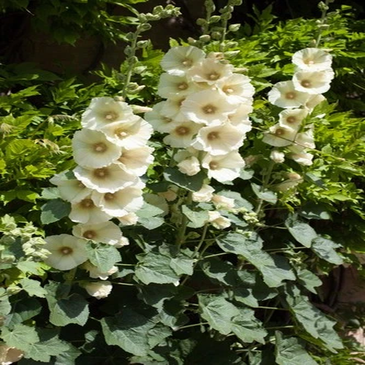25 WHITE HOLLYHOCK Alcea Rosea Flower Seeds Perennial *Flat S/H