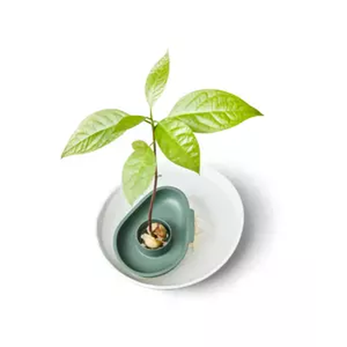 Amazing Avocado Floater Leaf Green (Grow an Avocado Tree!)