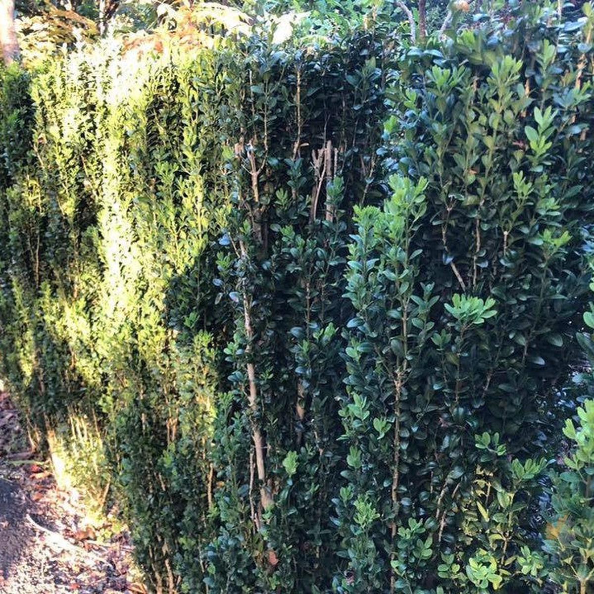 Buxus semp Graham Blandy (Emerald Pillar)