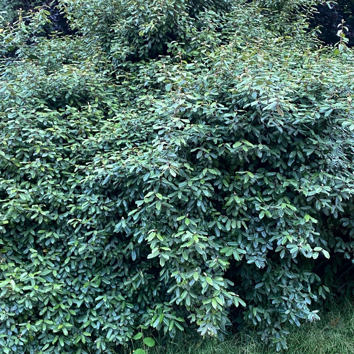 Elaeagnus pungens