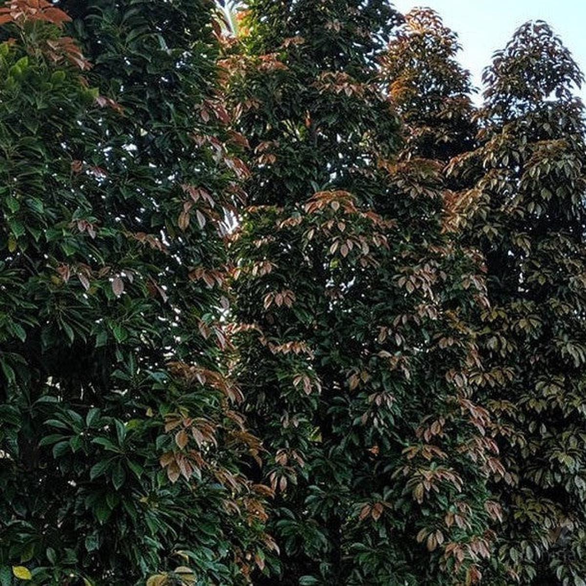 Elaeocarpus eumundi