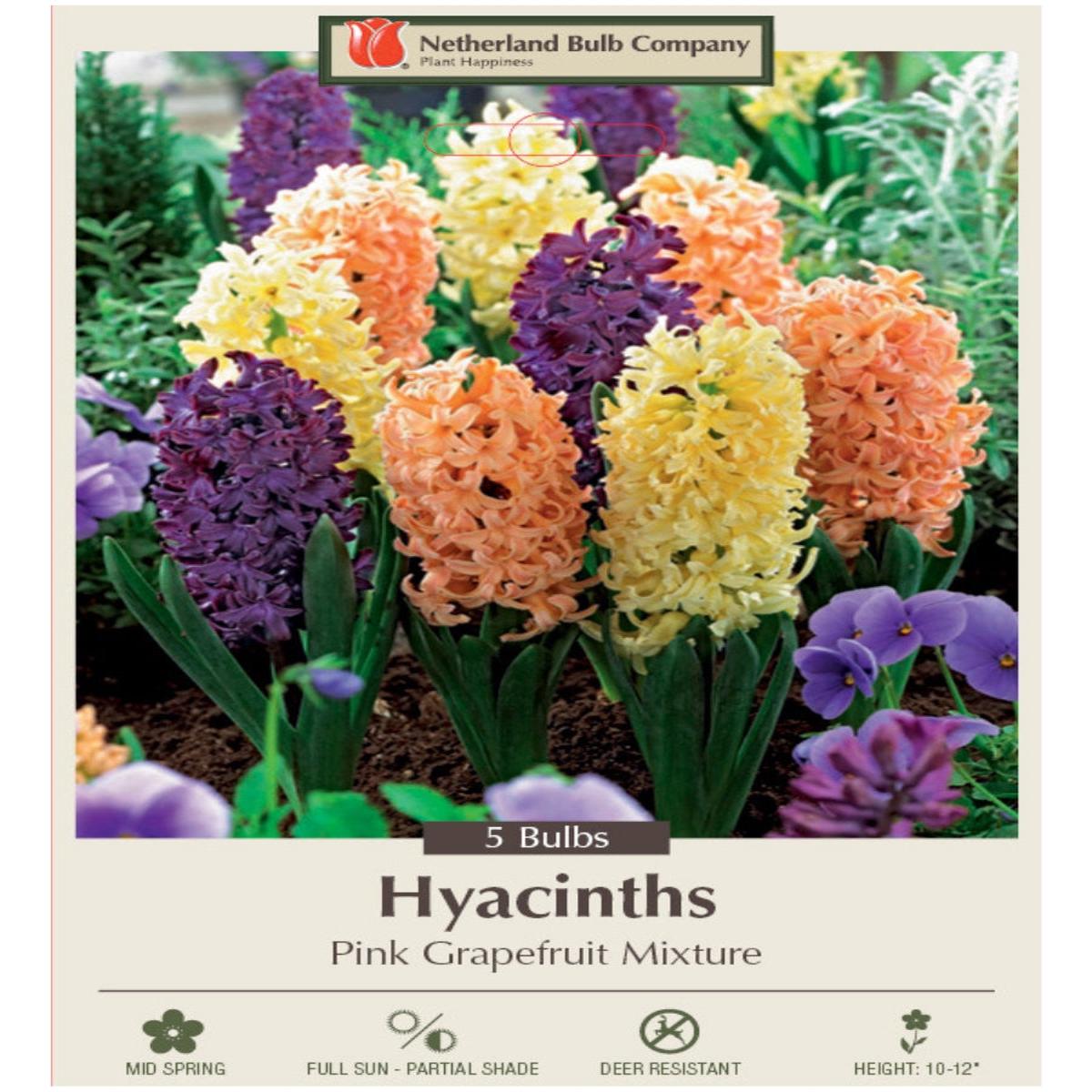 Hyacinth 'Pink Grapefruit' - Mixed Bulb Pack