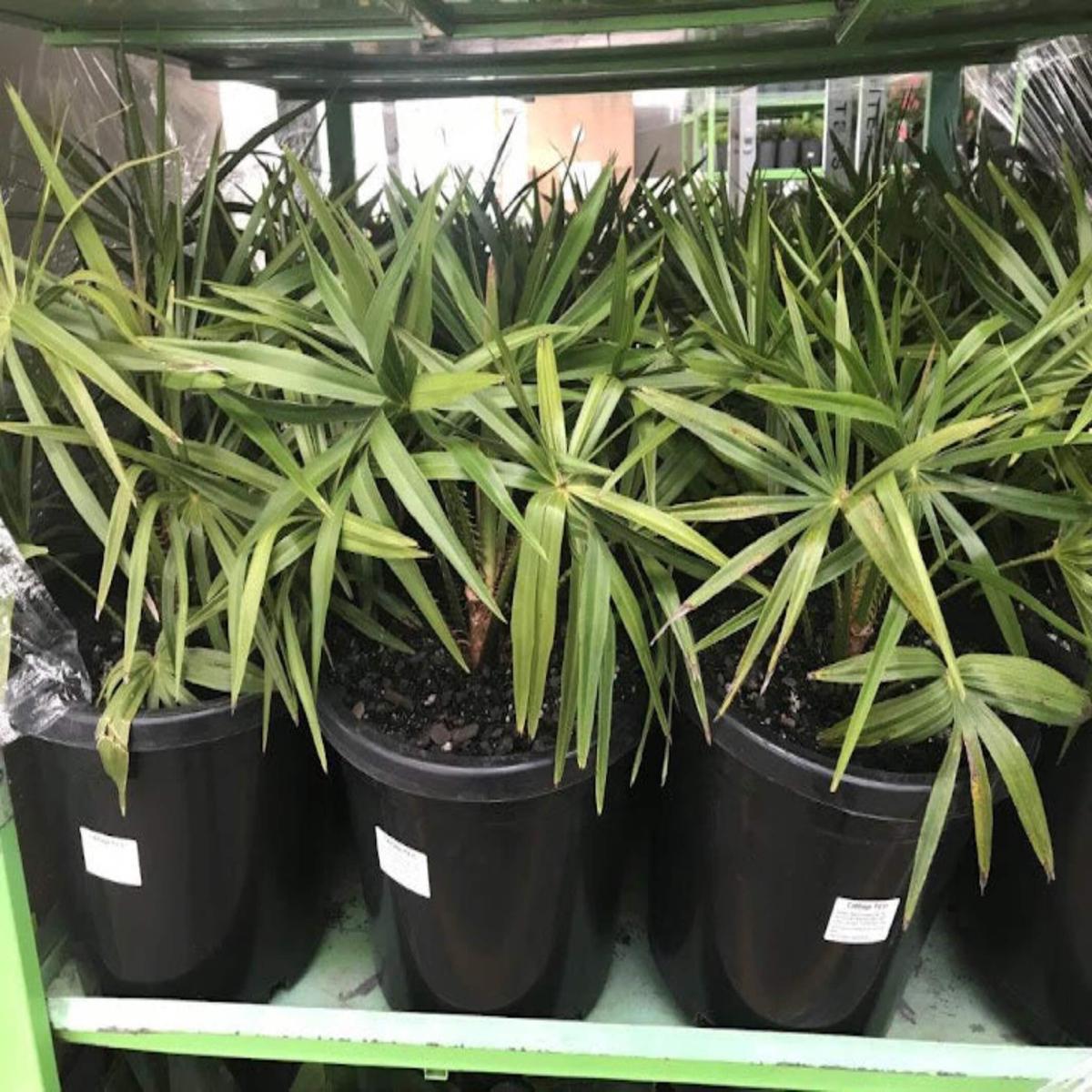 Livistona australis (Cabbage Palm)