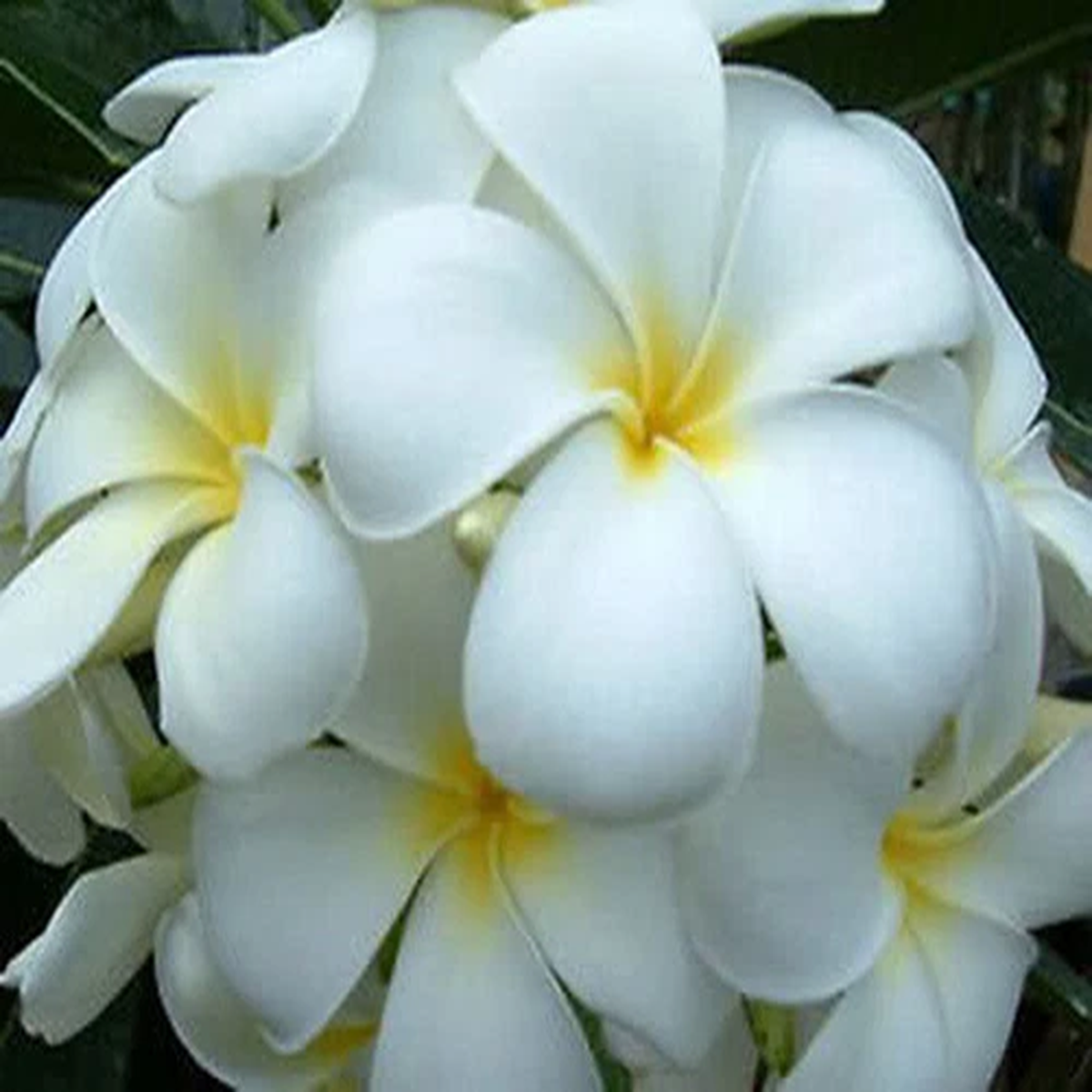 Plumeria Seeds/Flowers/ Snowwhite /Fresh 100 seeds!