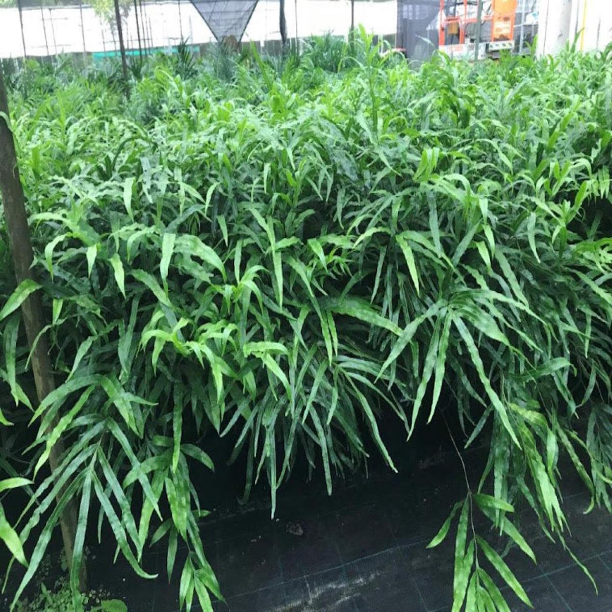 Pteris umbrosa (Jungle Brake Fern)