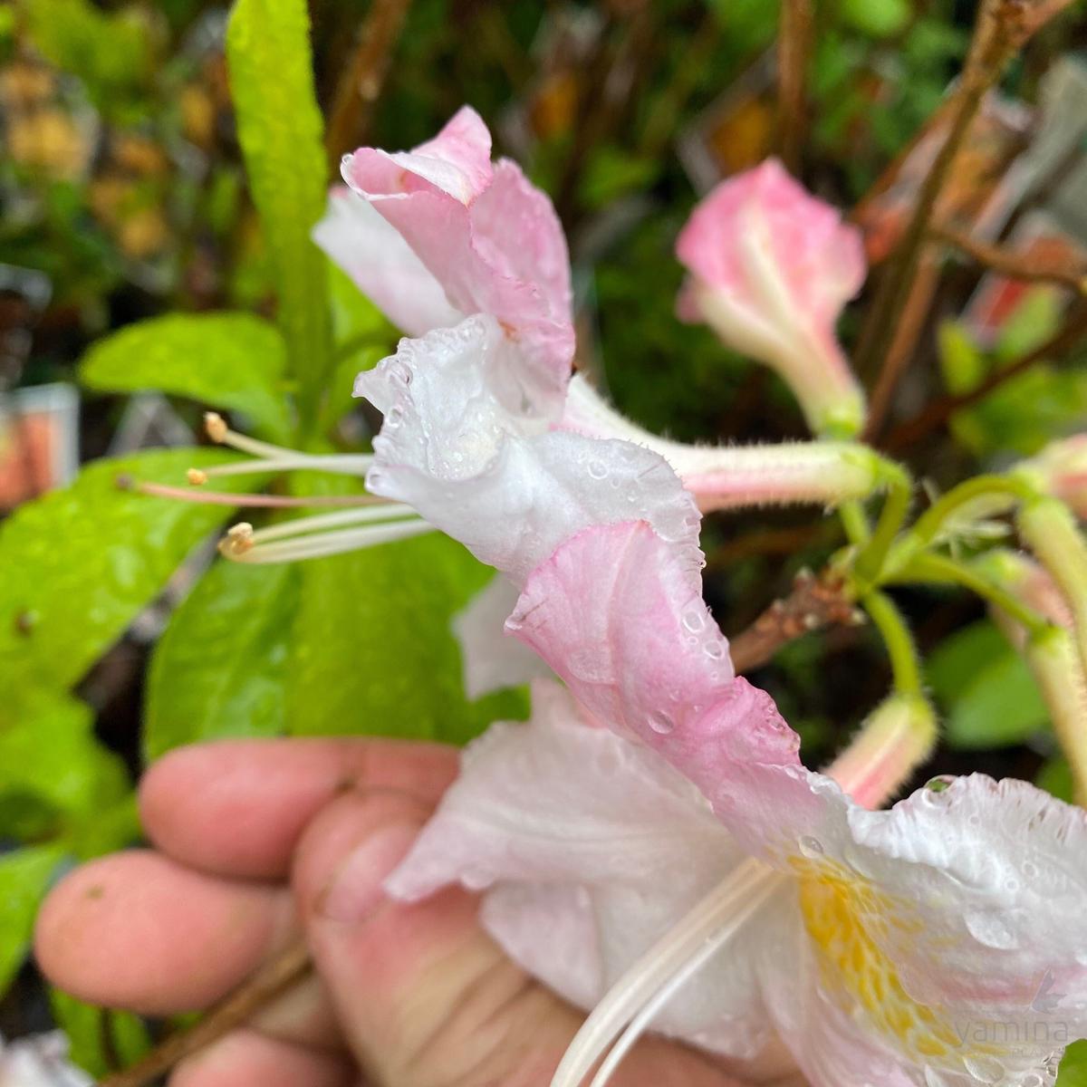 Rhododendron 'Sylphides