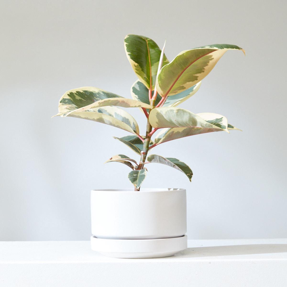 6 Inch REVIVAL CERAMICS ROUND TWO - WHITE - Small