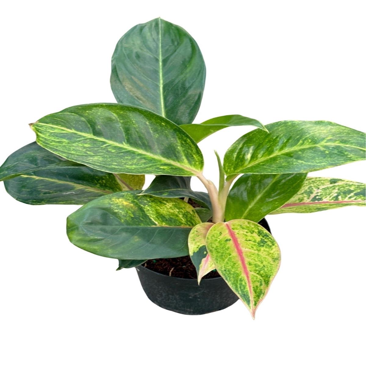 Aglaonema Green Papaya 6''