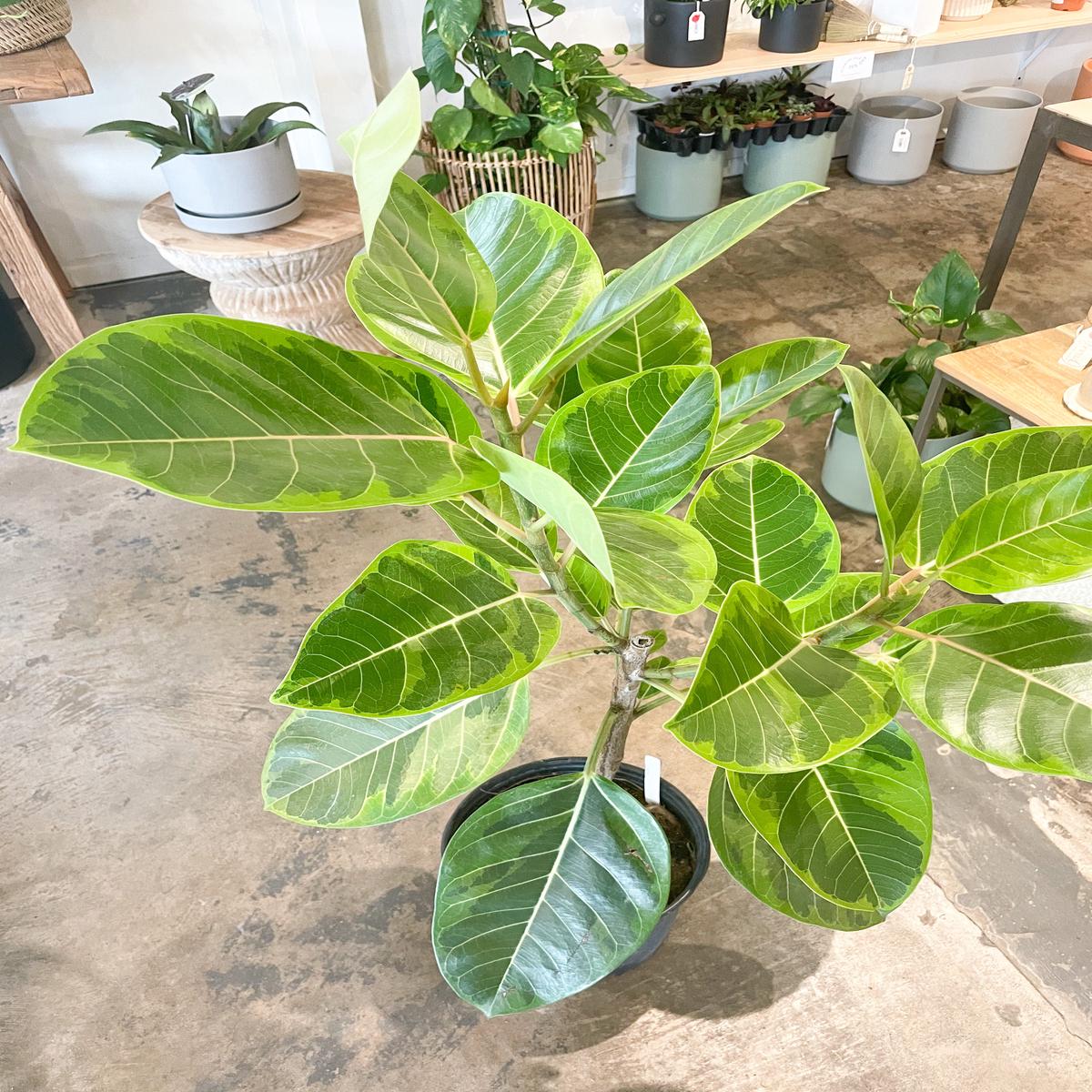 10 Ficus Yellow Gem - Standard