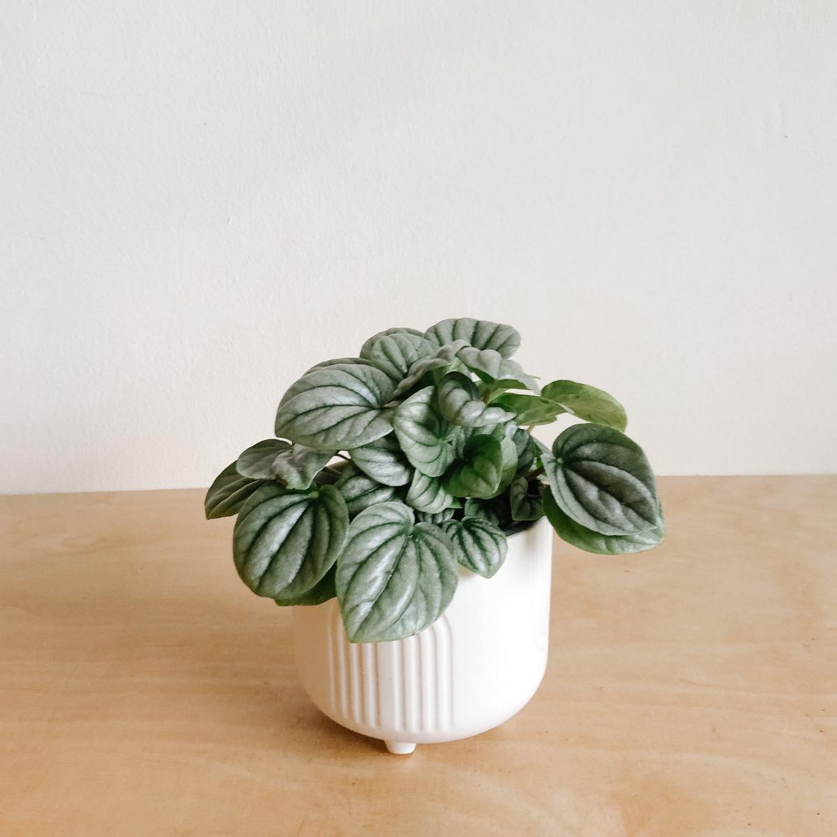 Silver Ripple Peperomia