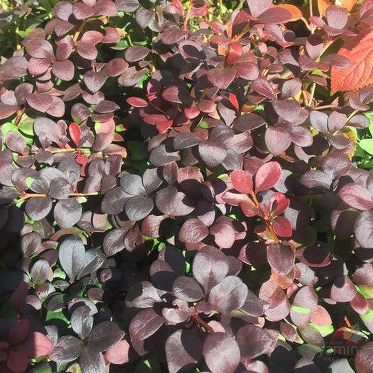 Berberis thunbergii Darts Red Lady