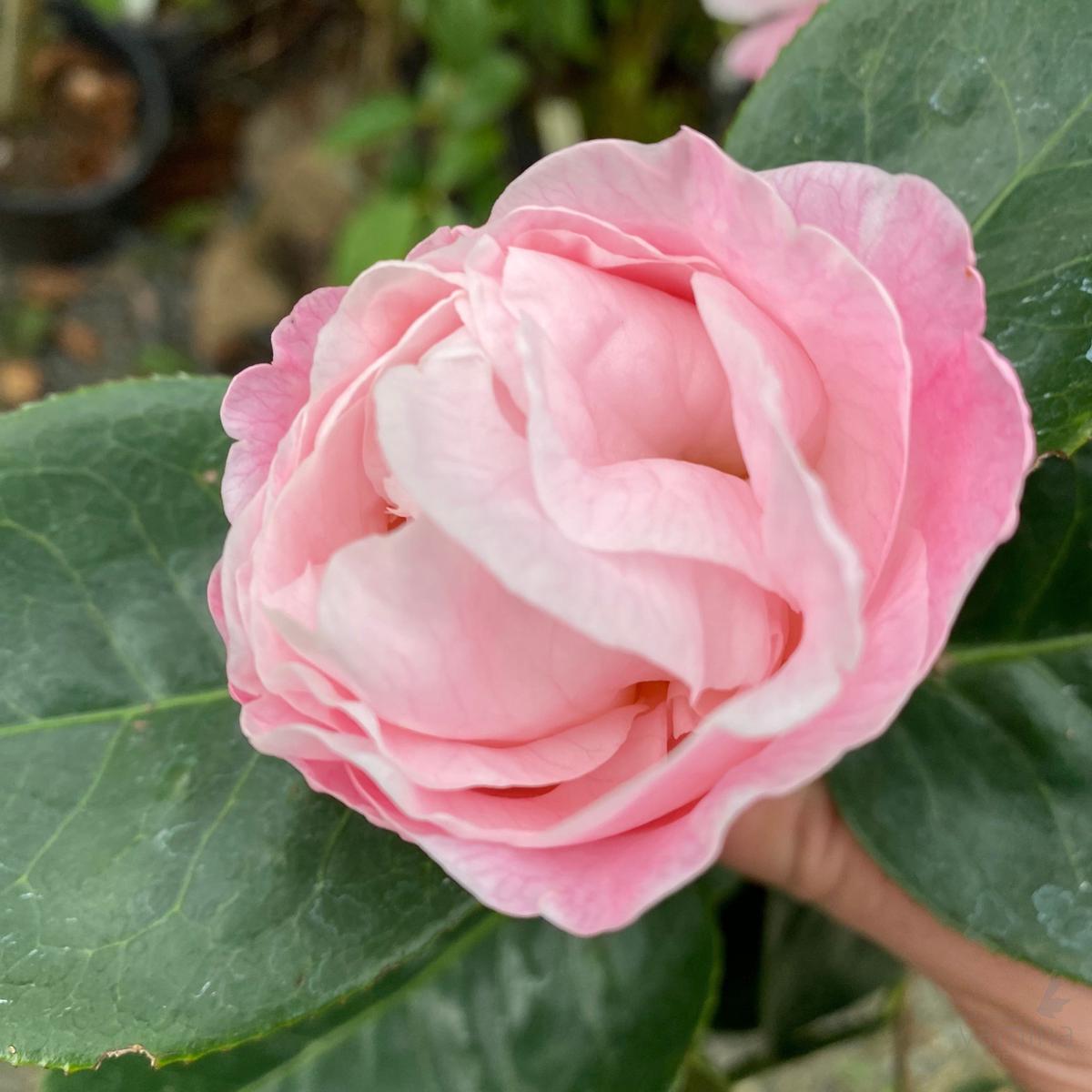 Camellia reticulate Phyllis Hunt