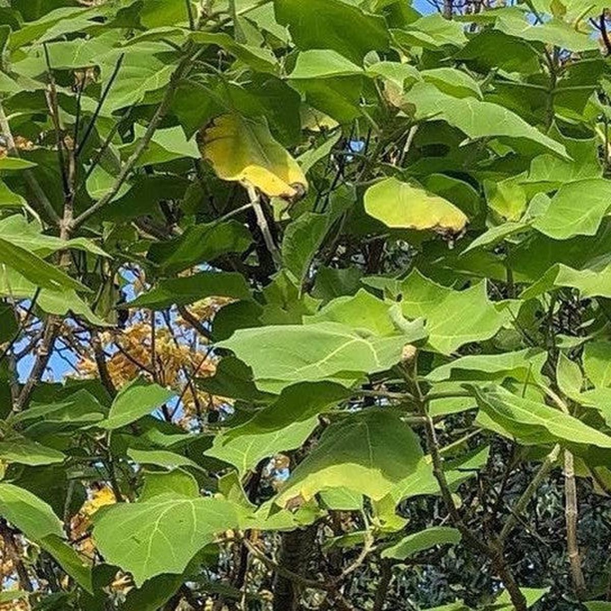 Podochaenium eminens