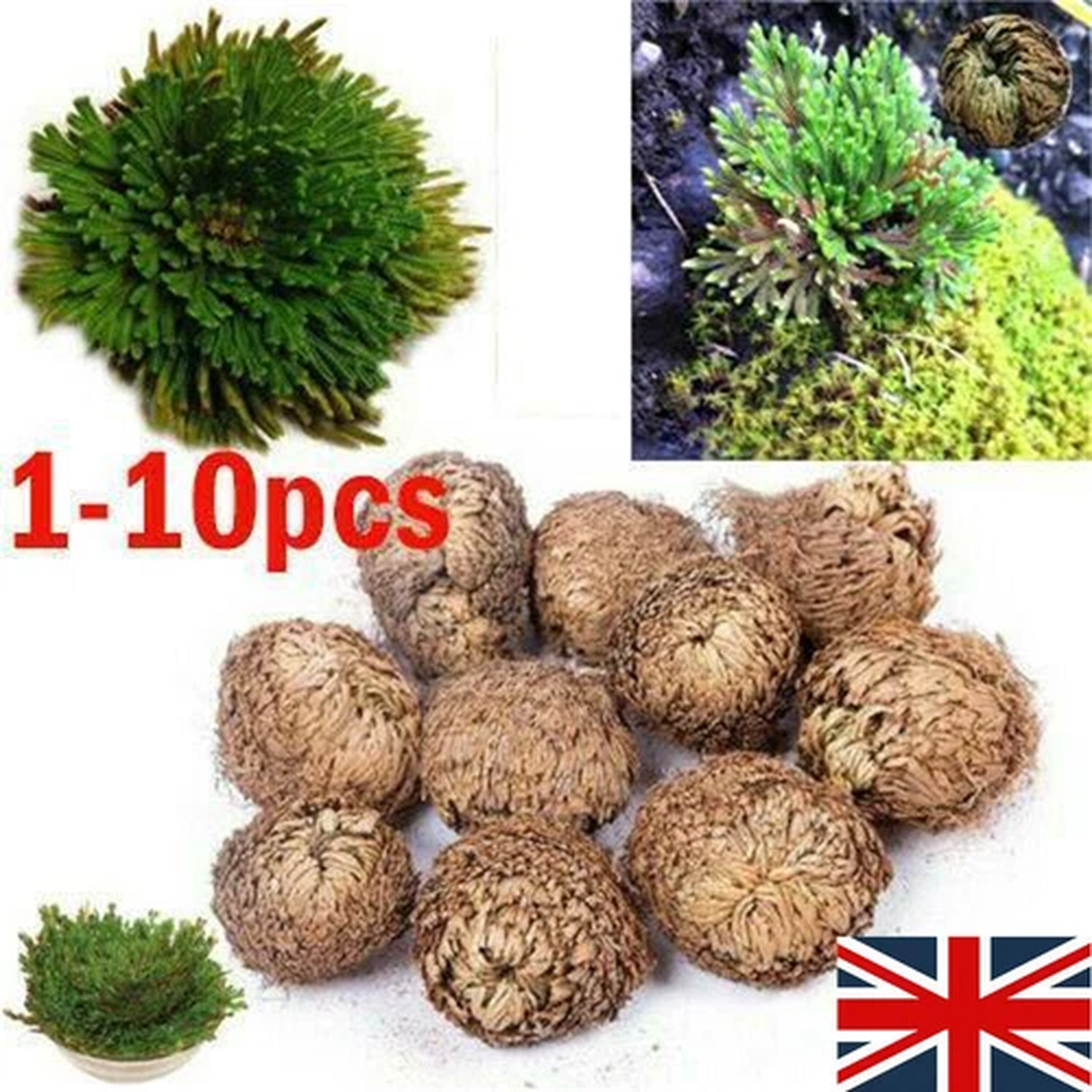 1-10 Resurrection Rose Of Jericho Live Magic Plant Dinosaur Air Fern Spike Moss