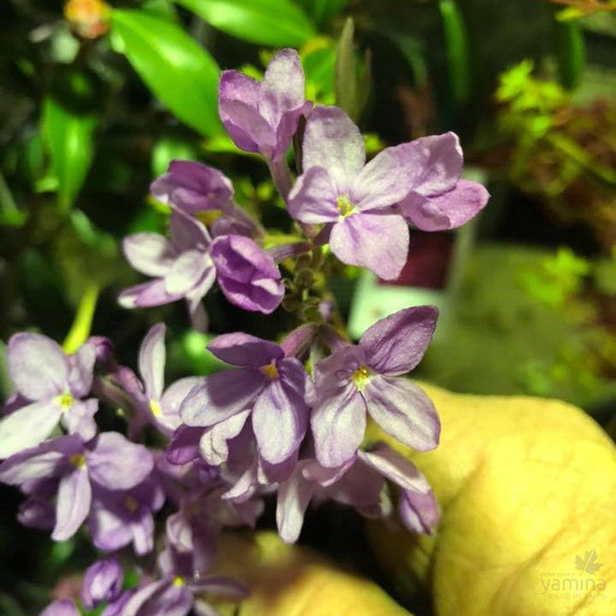 Daphne genkwa