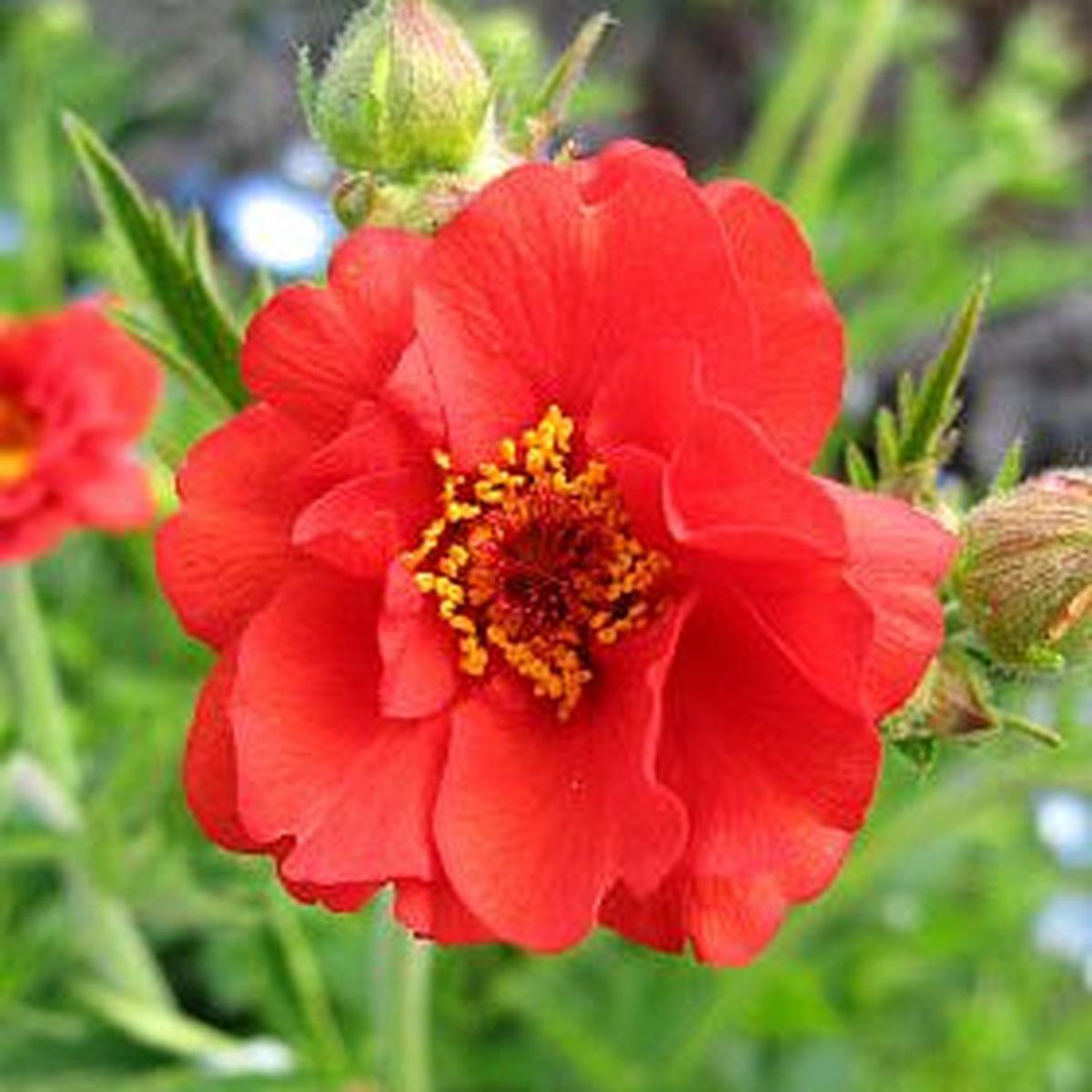 Geum