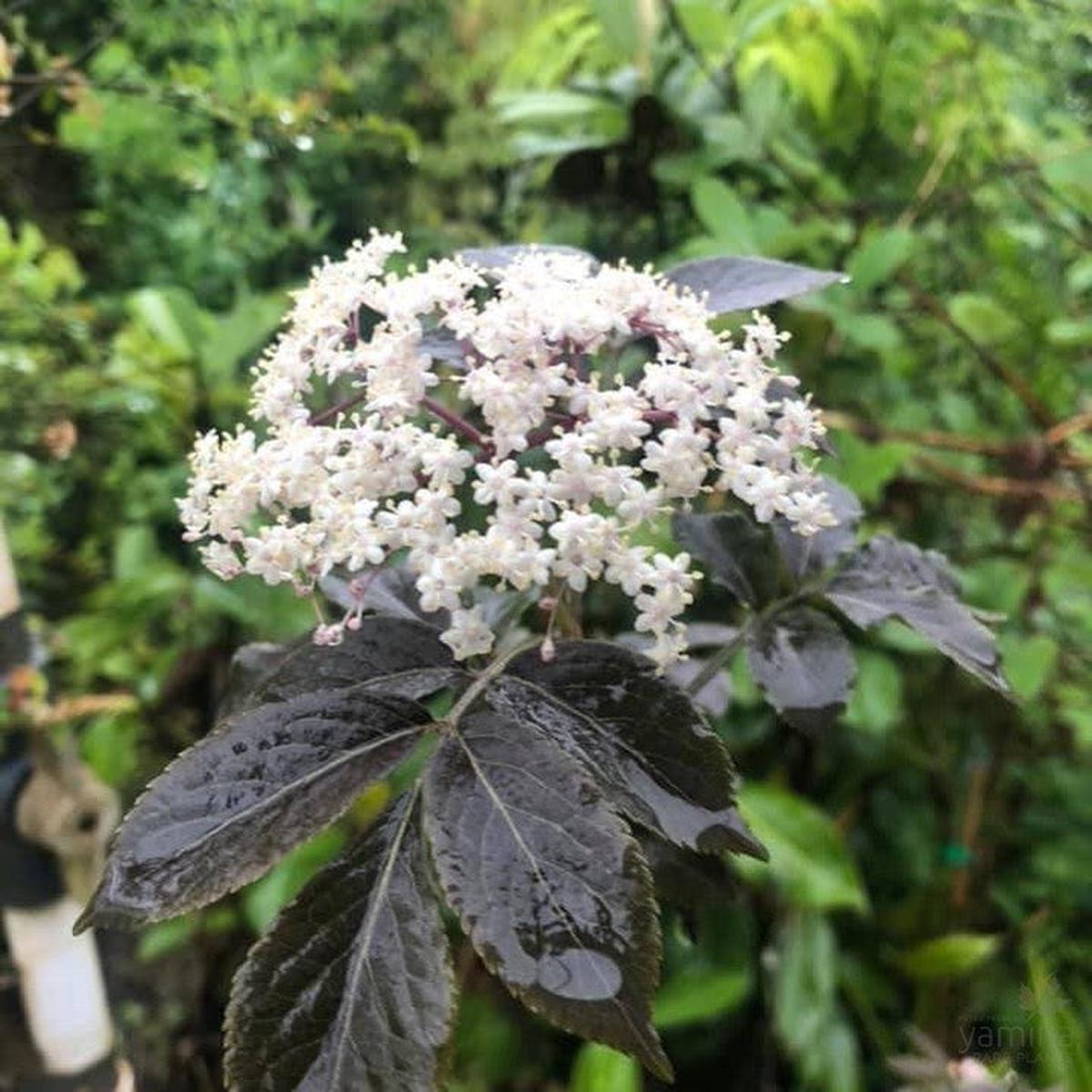 Sambucus nigra Guincho Purple
