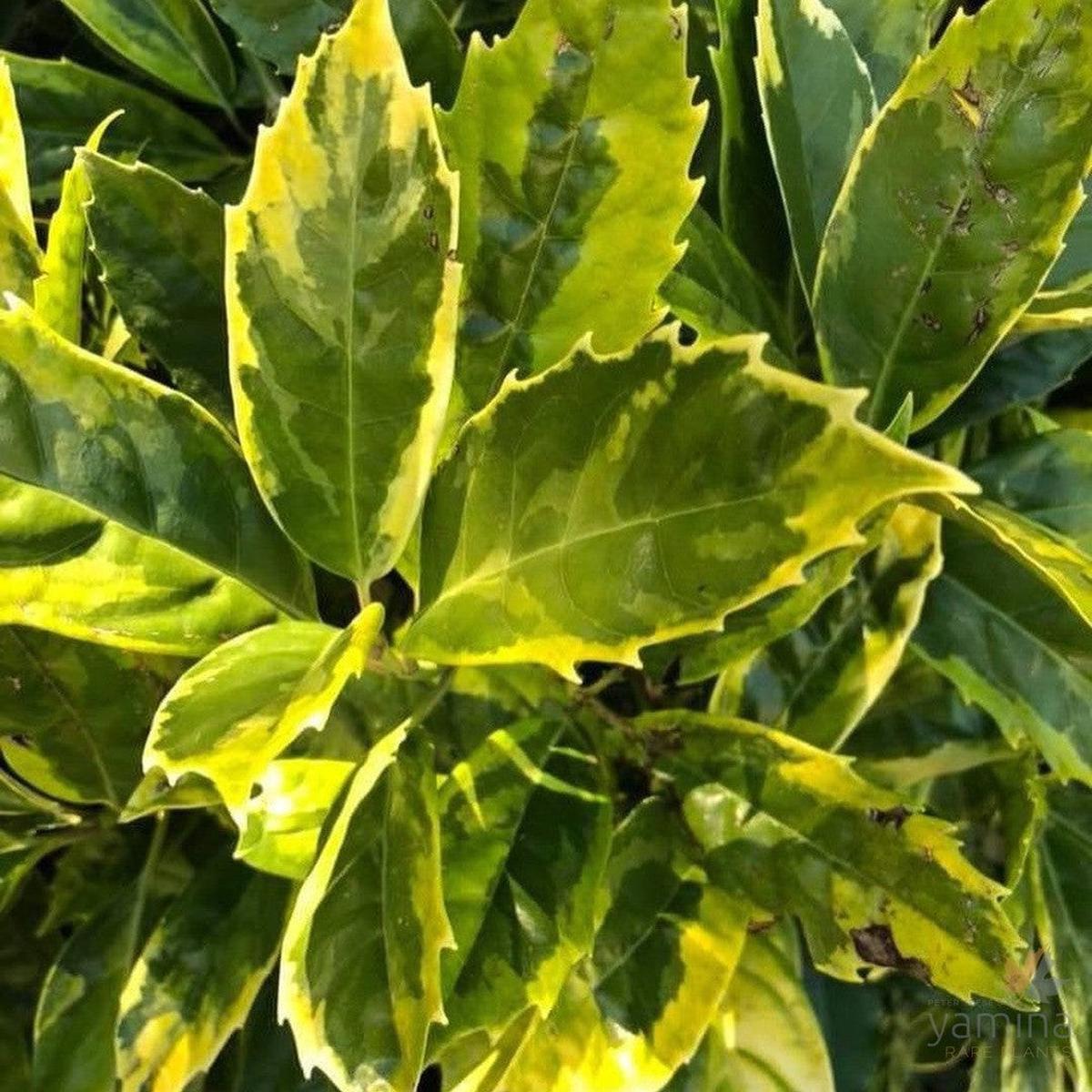 Aucuba japonica Sulphurea Marginata (female)