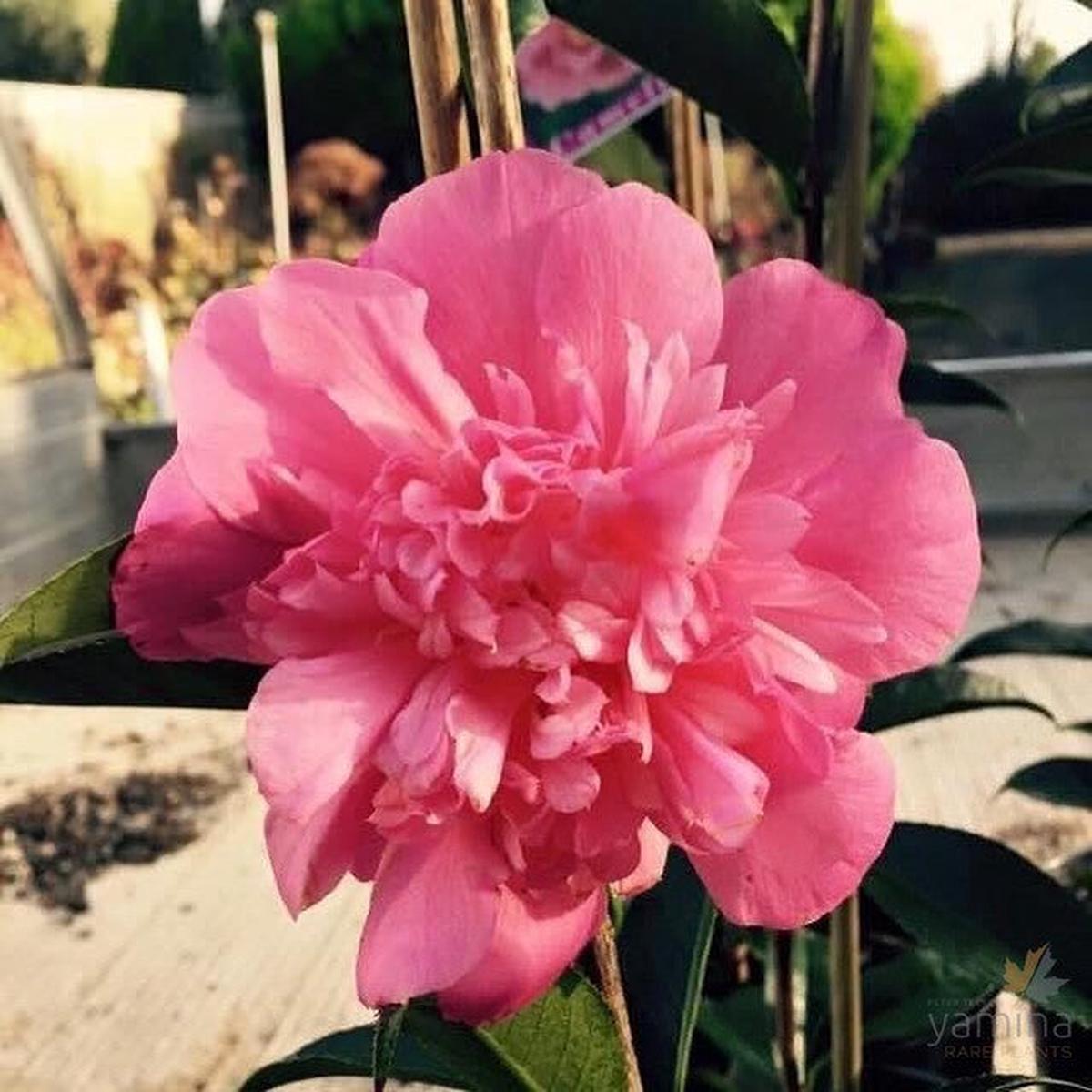 Camellia reticulata Valley Knudsen