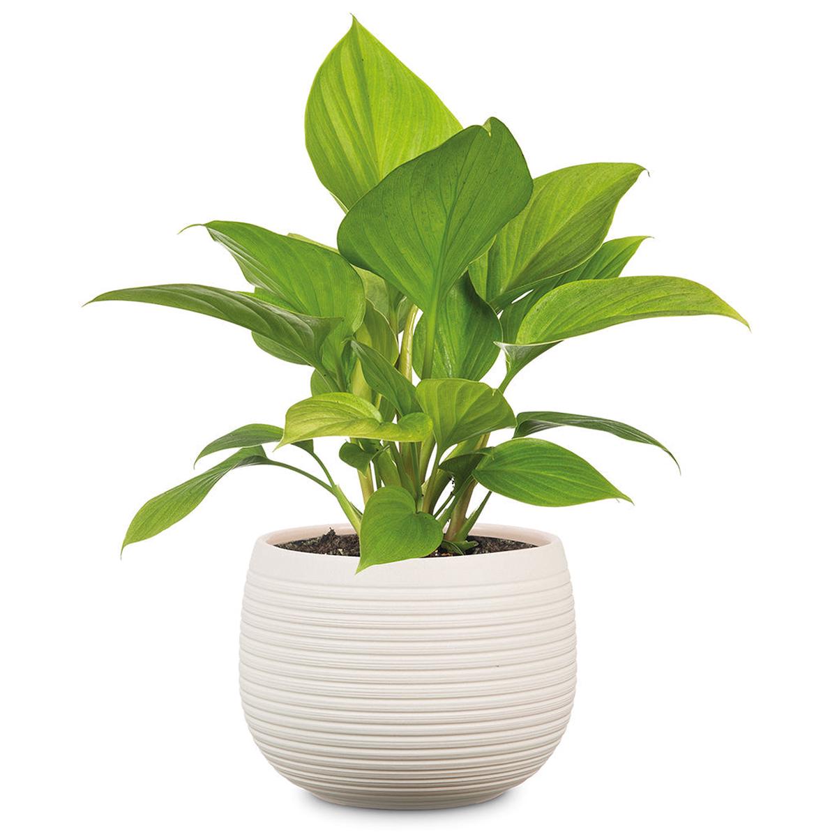 Cream Stone Pot