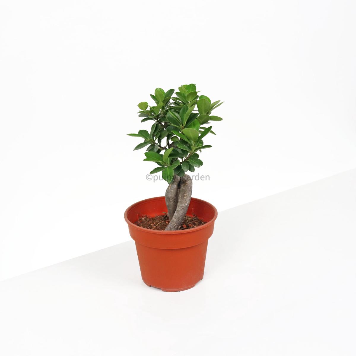 Ficus Bonsai plant in Nursery Grow Pot