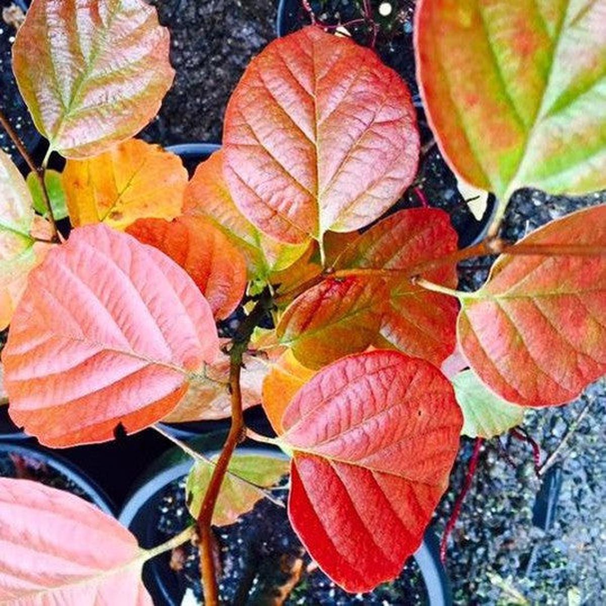 Fothergilla major Blue Shadow
