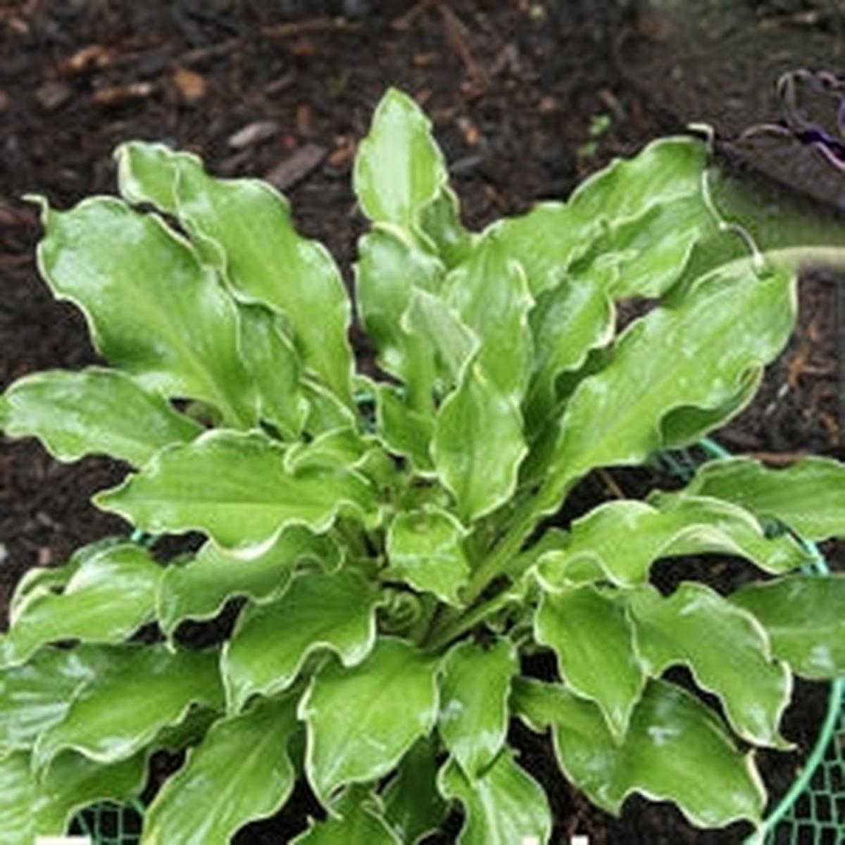 Shadowland 'Wheee!' Hosta (Hosta wheee) - 1 gallon