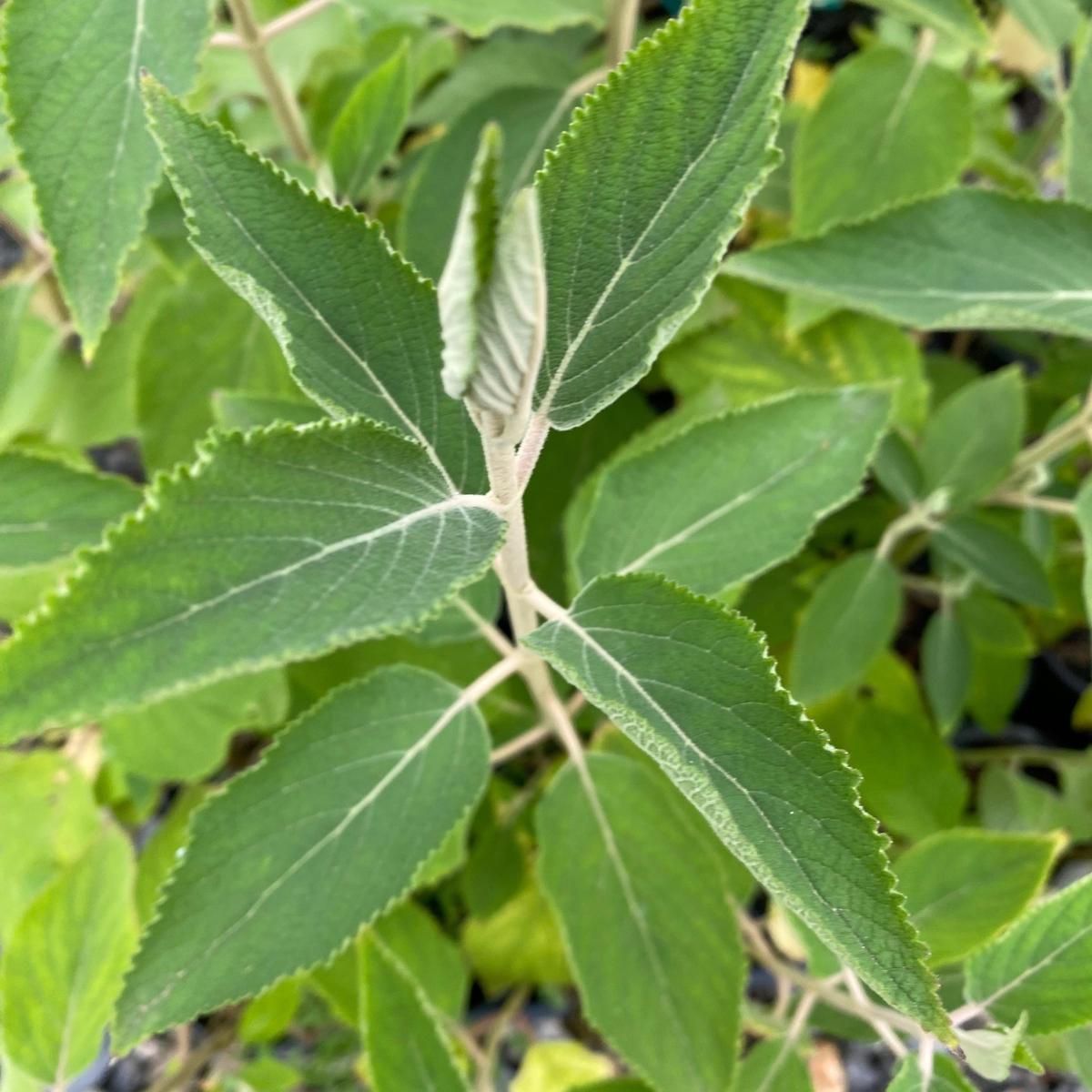 Colquhounia coccinea