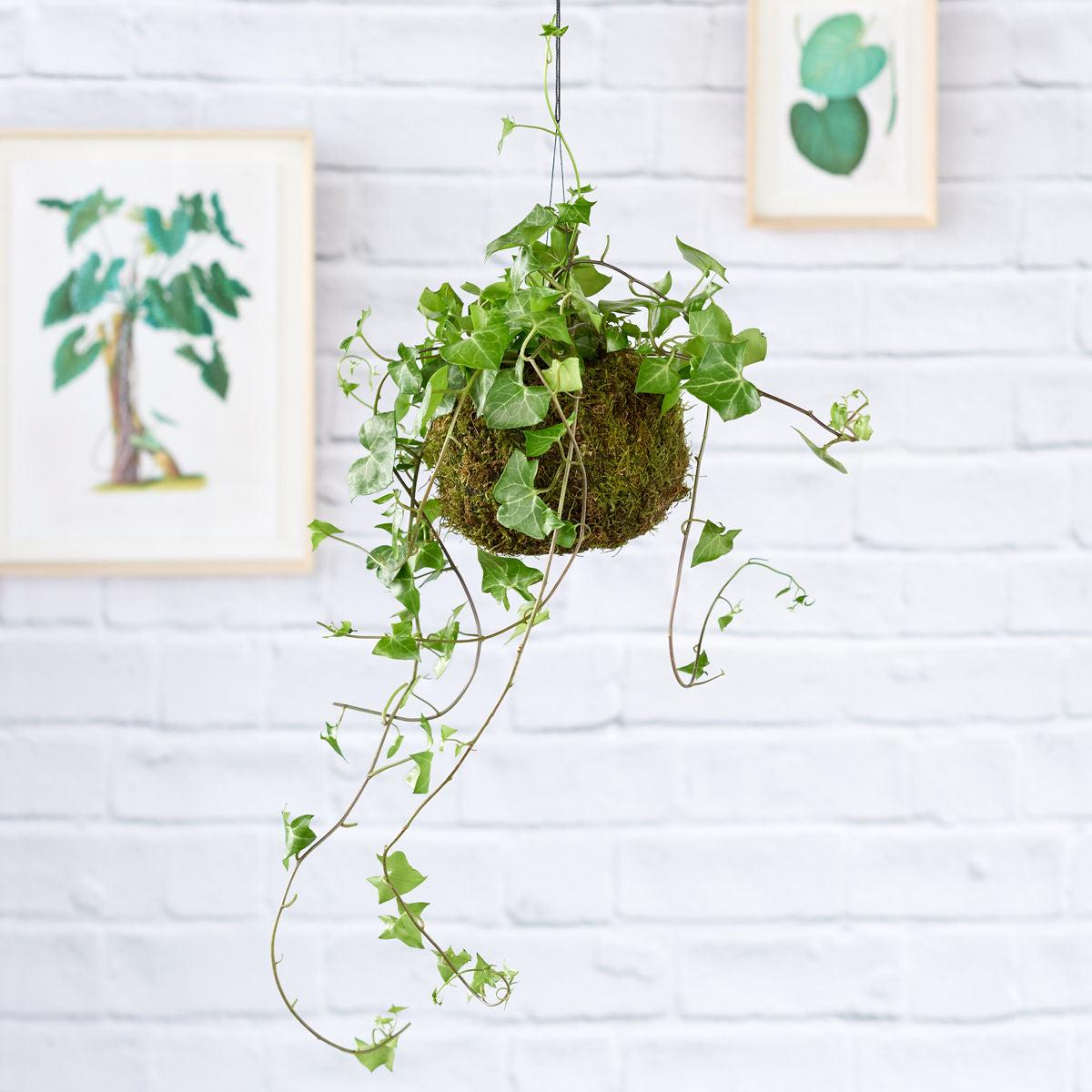 Natal Ivy Mossball