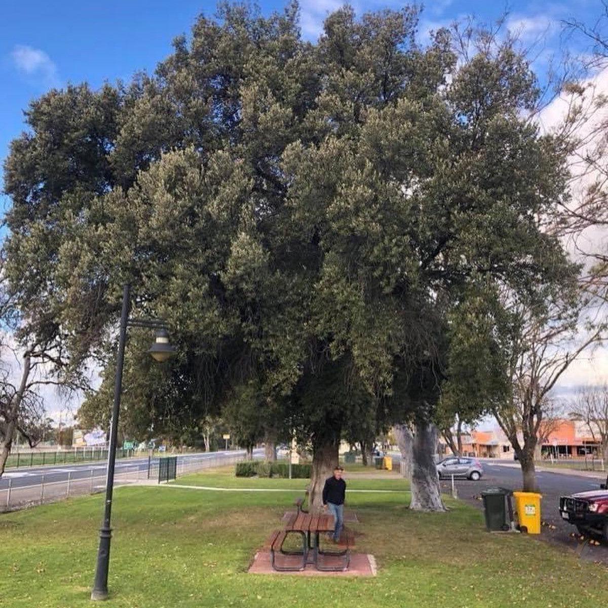 Quercus ilex (Holm Oak)